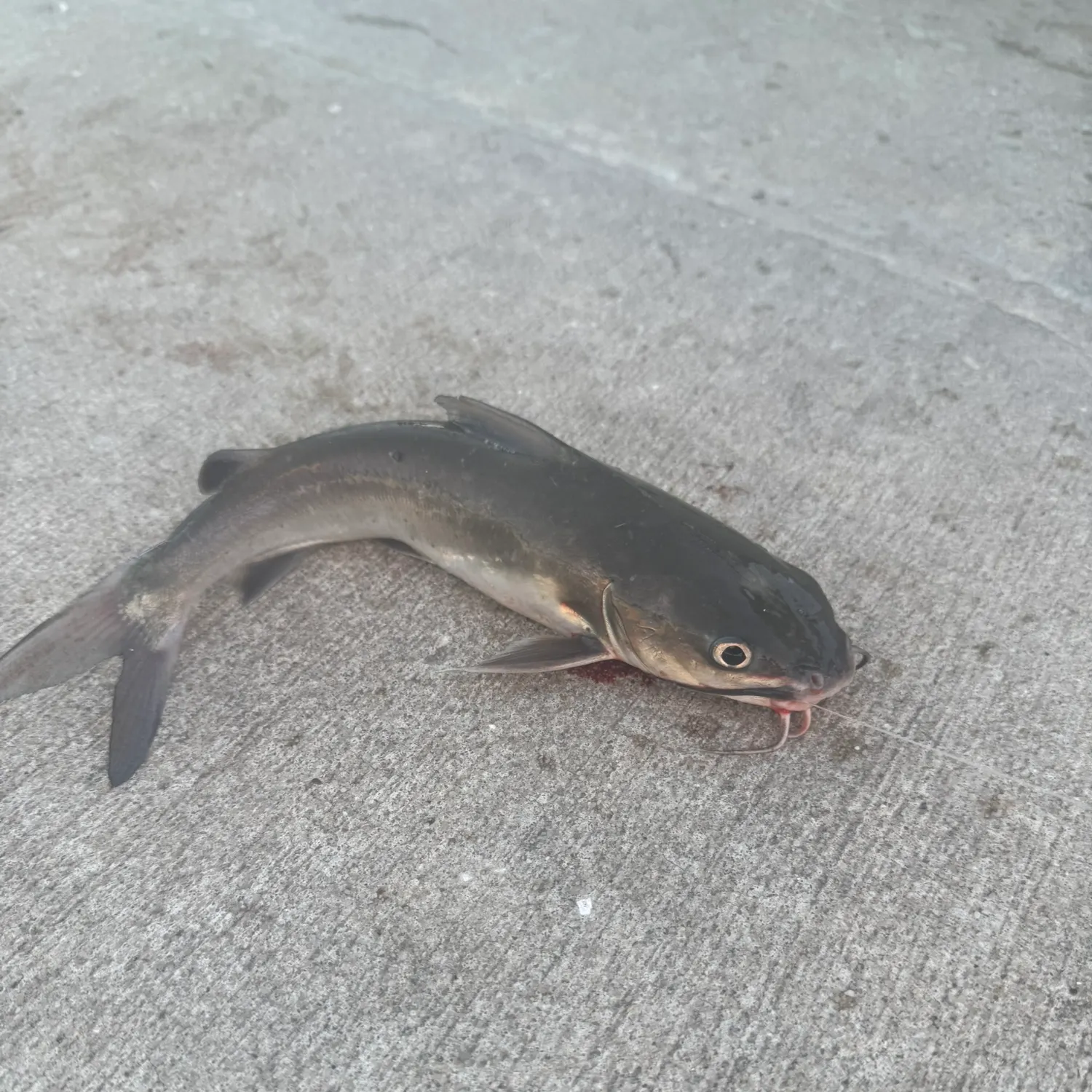 Hardhead sea catfish caught on Fishbrain