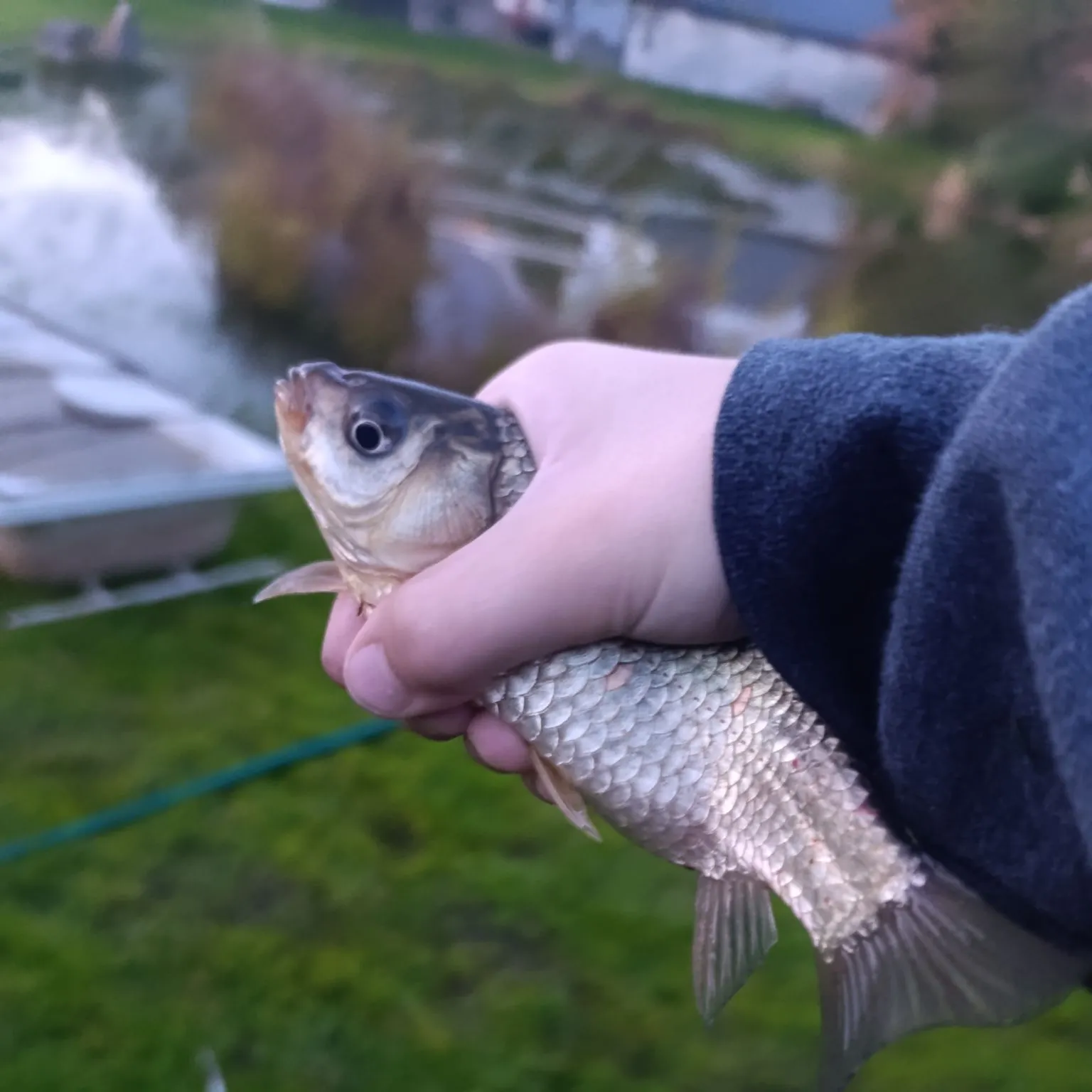 European chub caught on Fishbrain