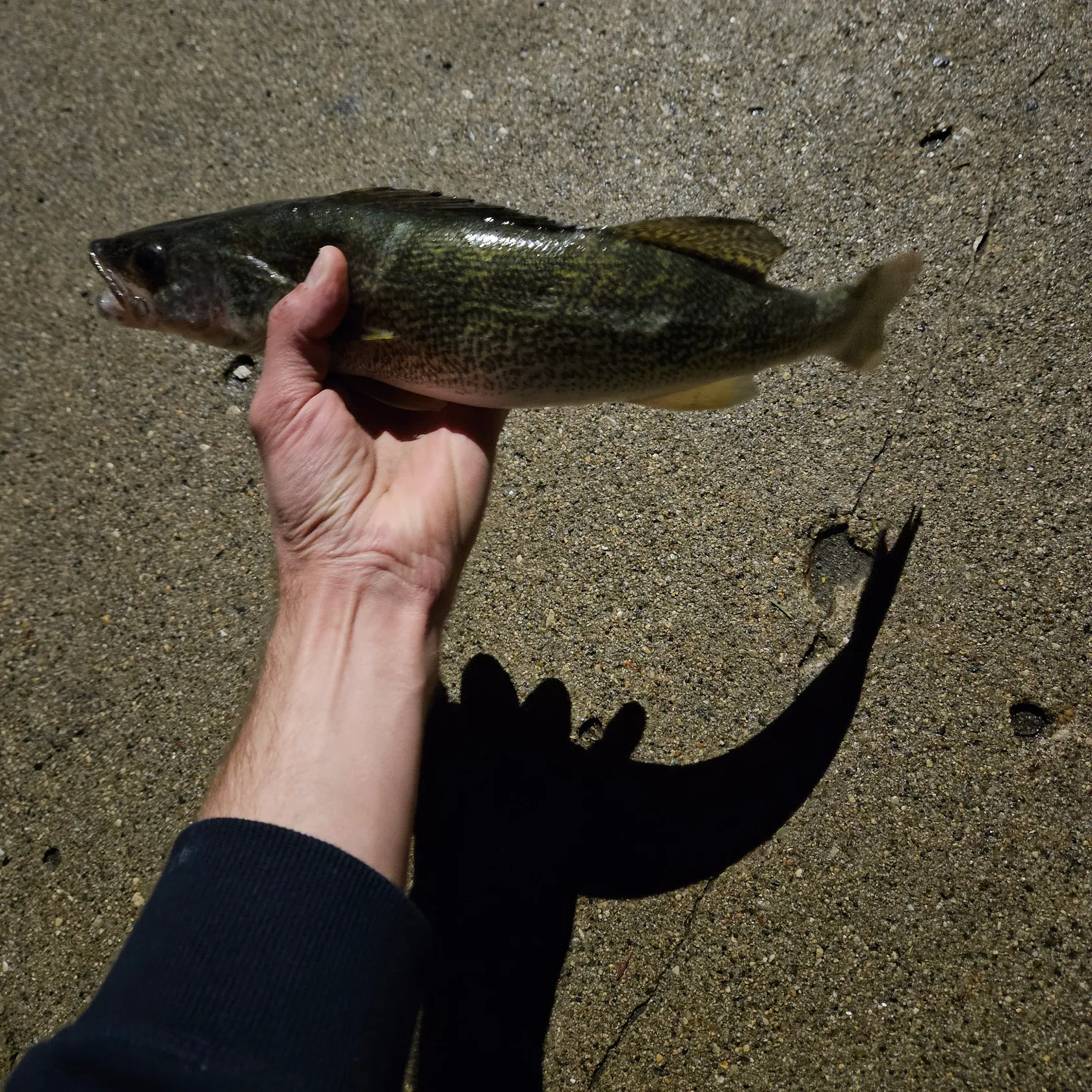 angler catch