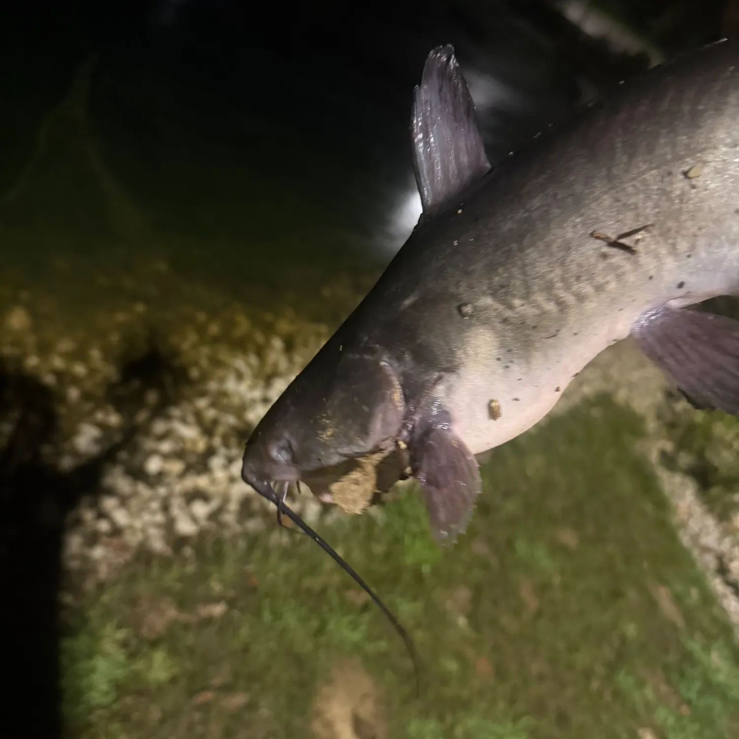 Channel catfish caught on Fishbrain