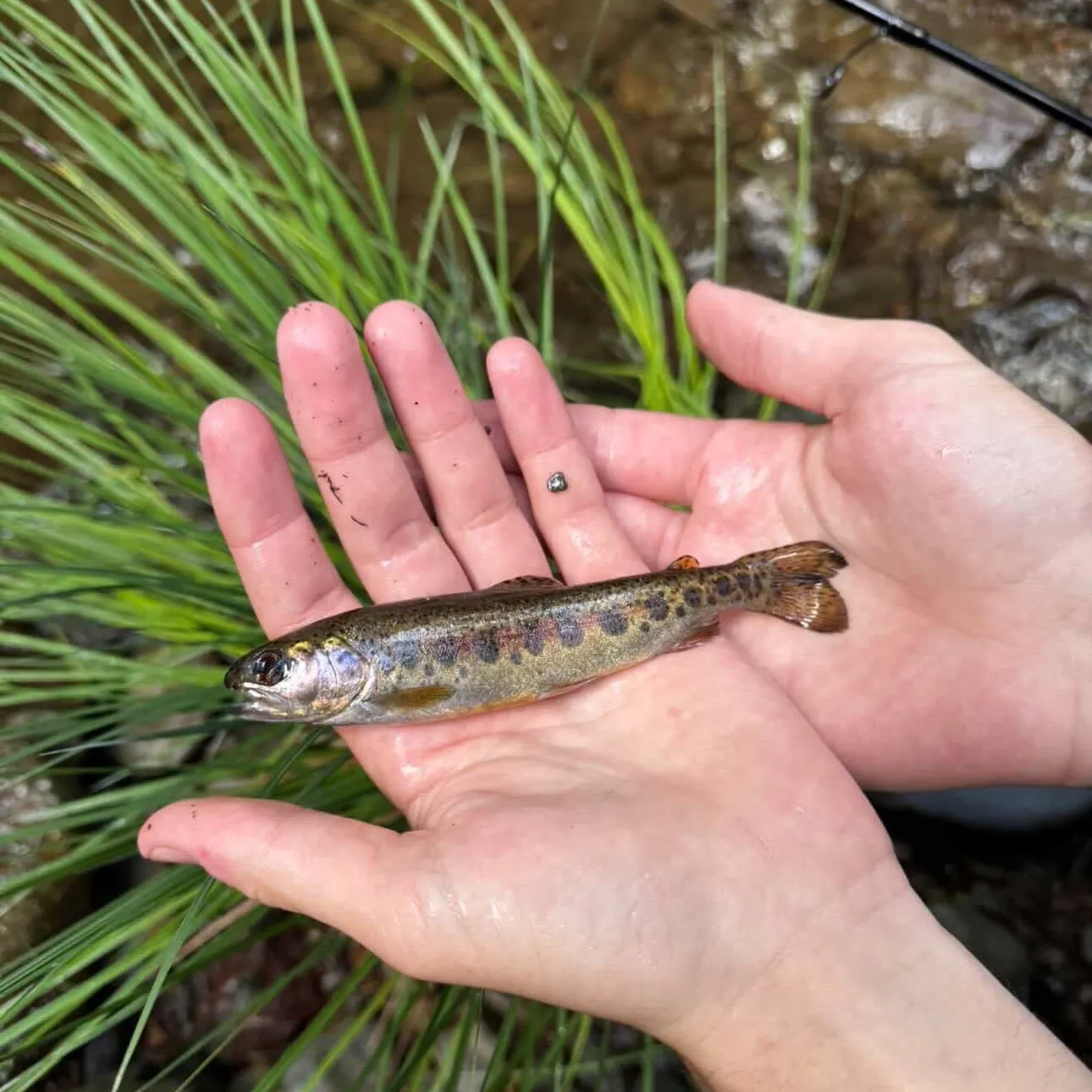 The most recent Coastal rainbow trout catches on Fishbrain