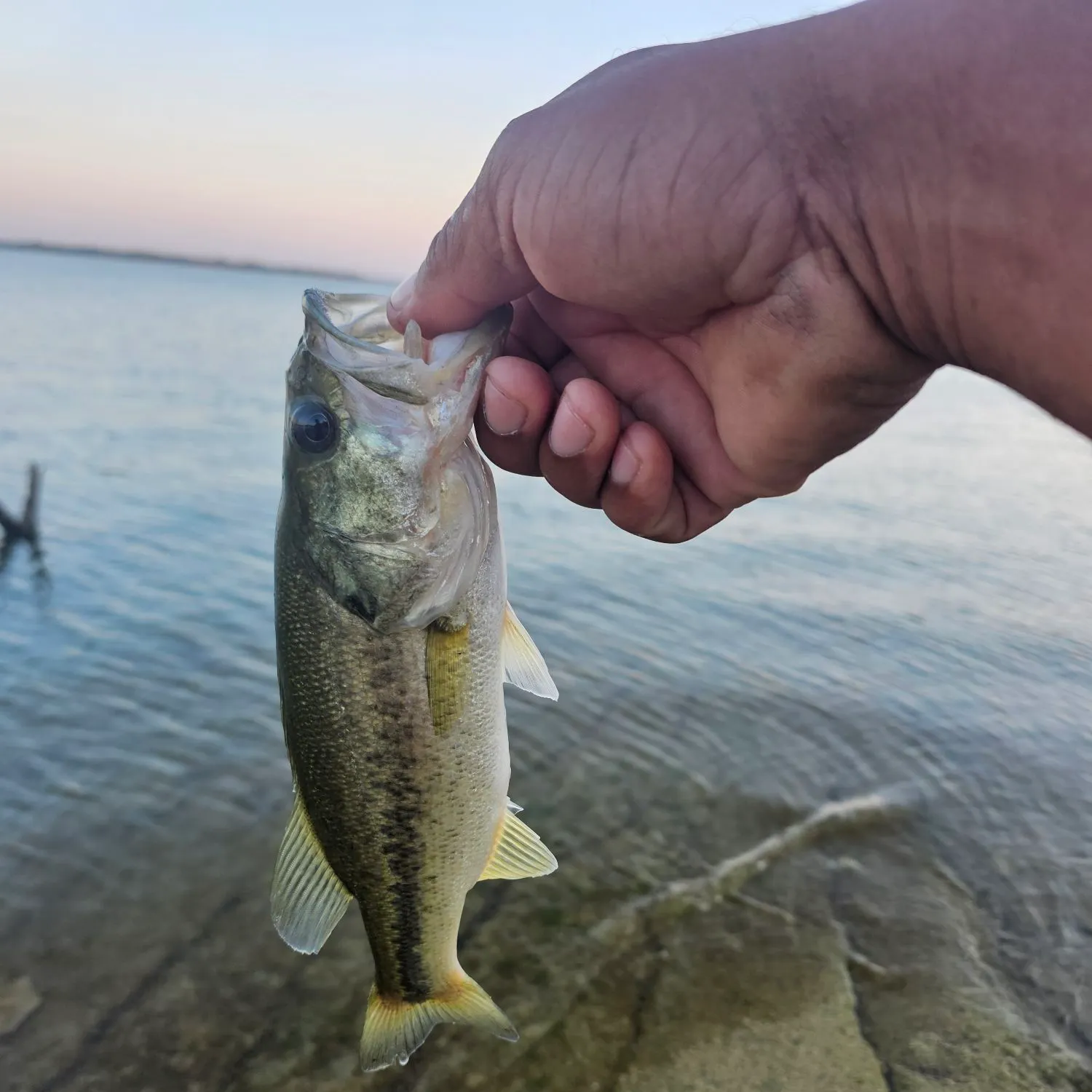 Largemouth bass caught on Fishbrain