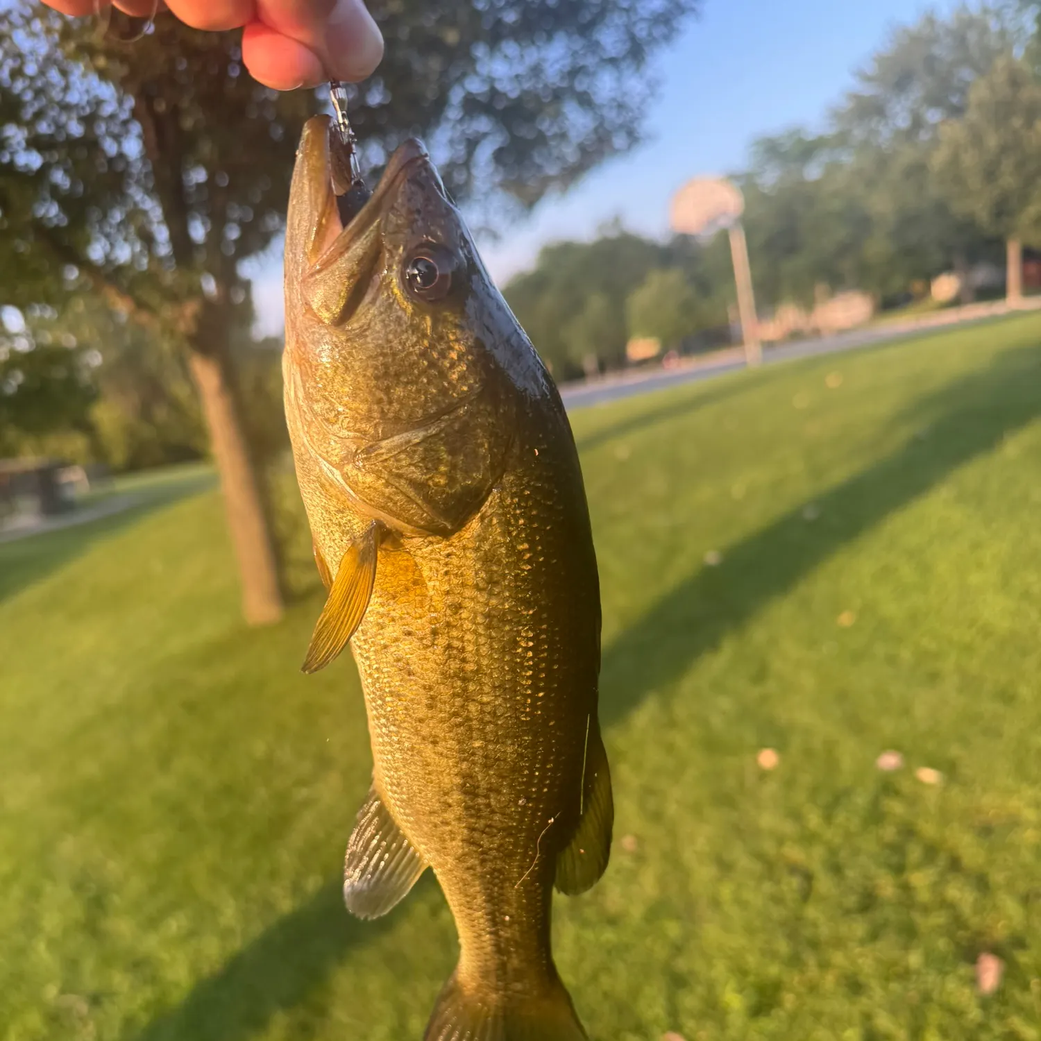 catch
