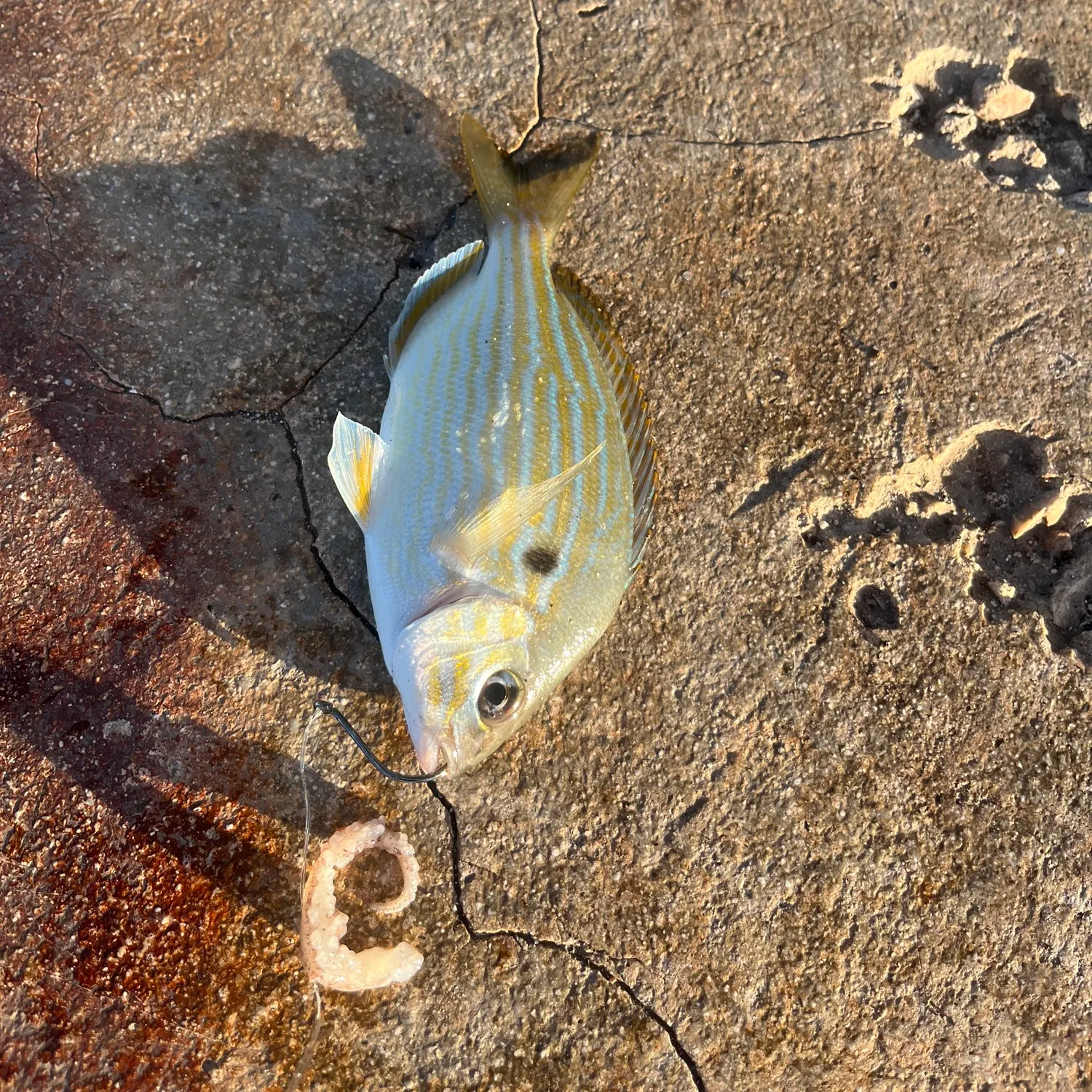 Pinfish caught on Fishbrain