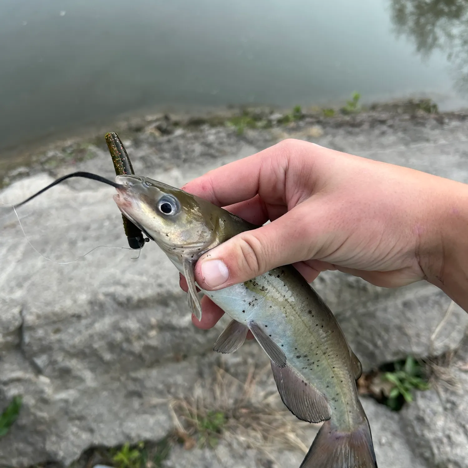 Channel catfish caught on Fishbrain