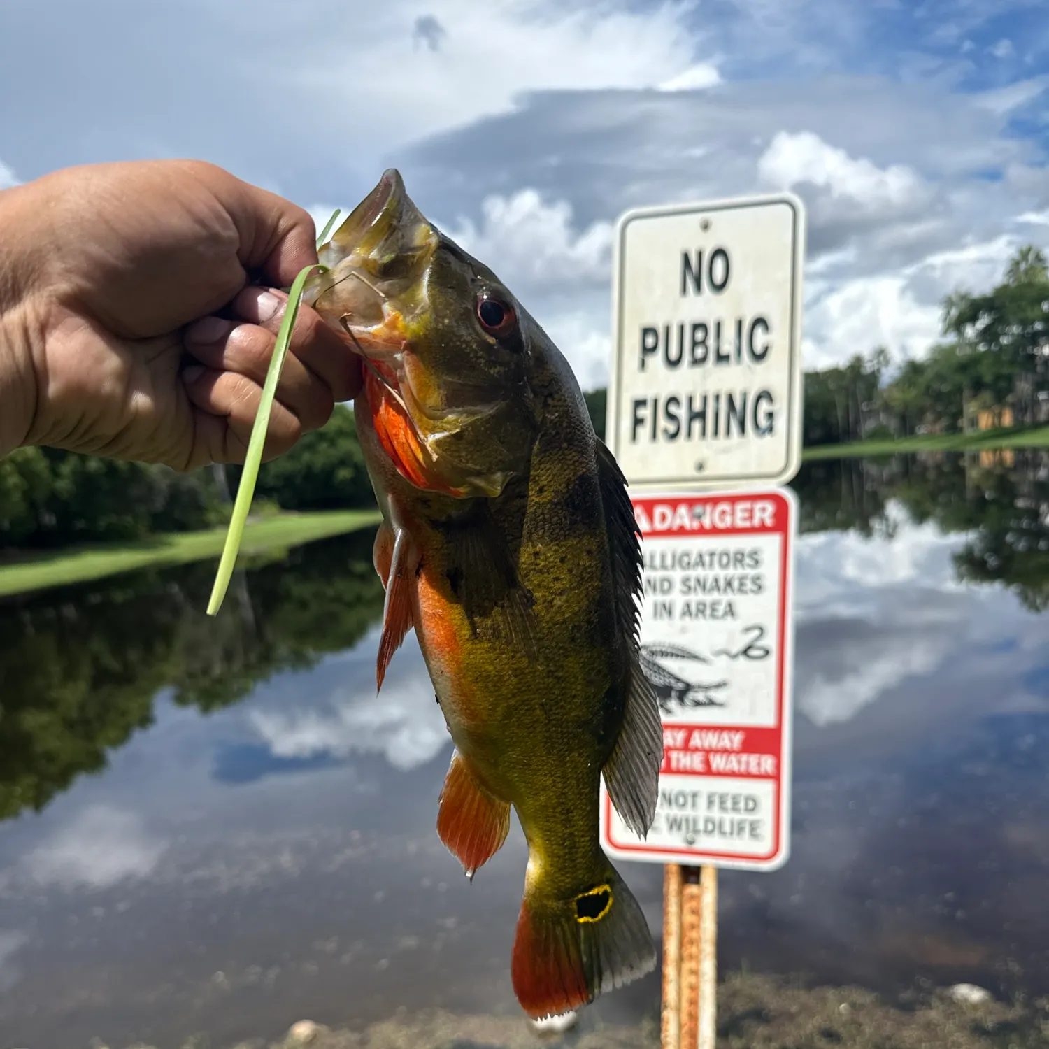 Butterfly peacock bass caught on Fishbrain