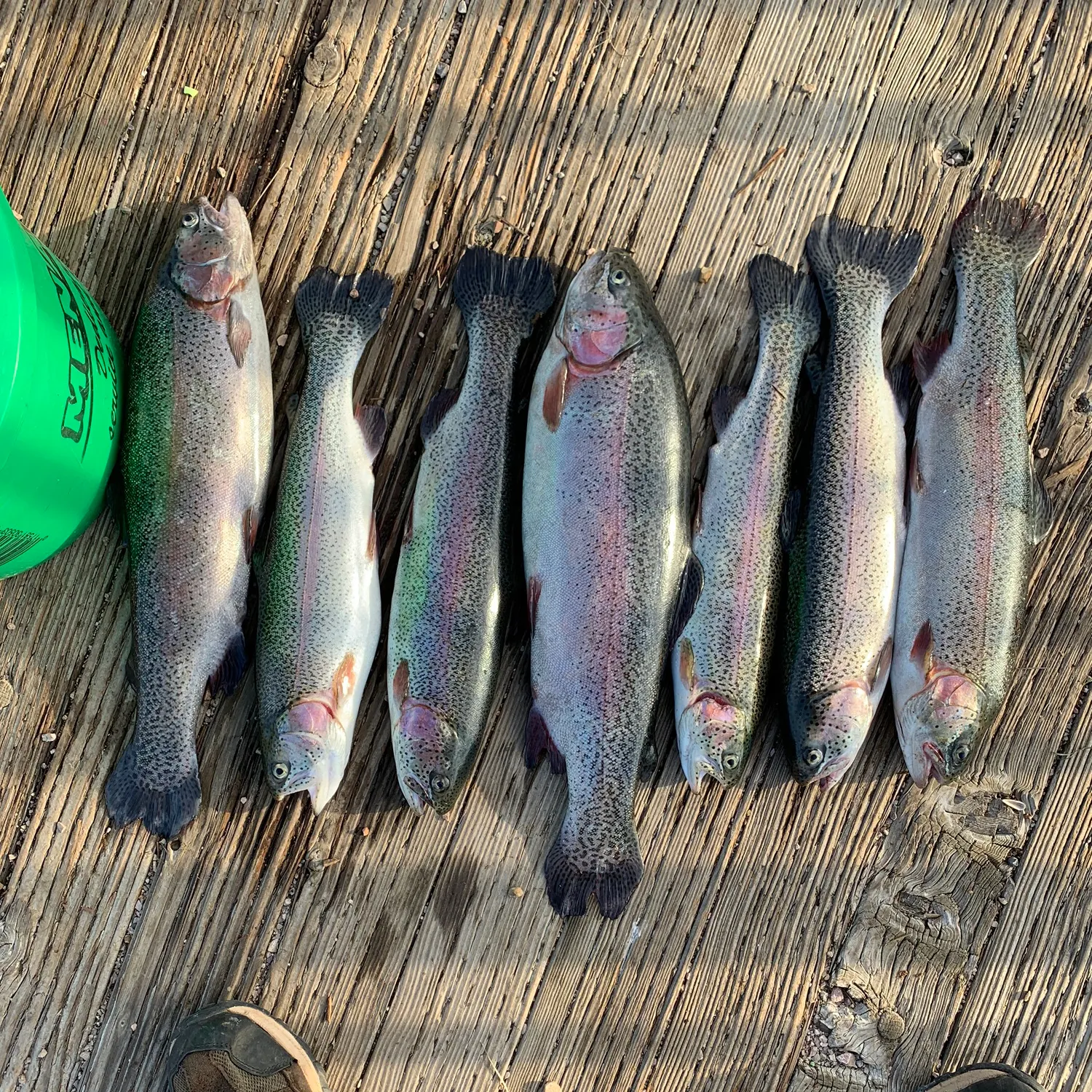 recently logged catches