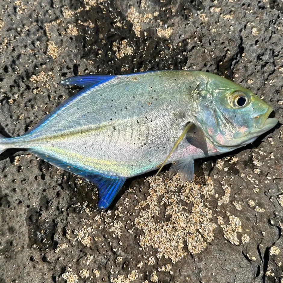 The most recent Bluefin trevally catches on Fishbrain