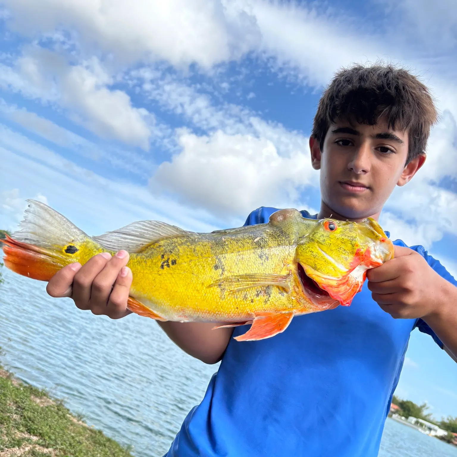 The most recent Butterfly peacock bass catches on Fishbrain