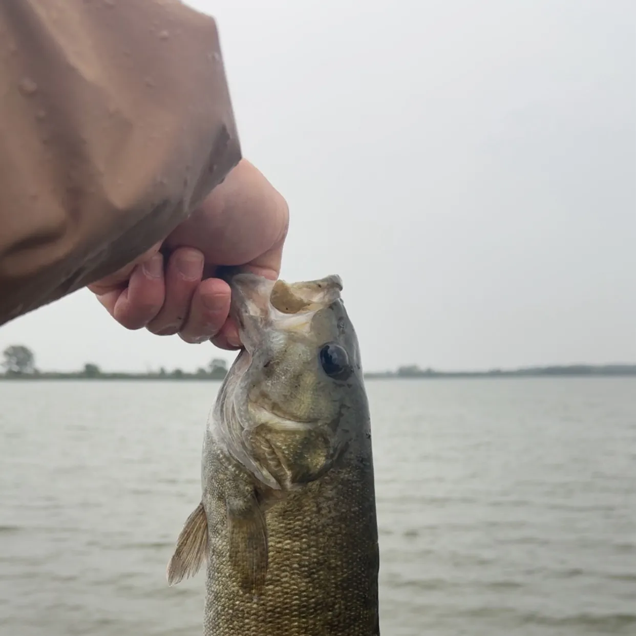 Smallmouth bass caught on Fishbrain