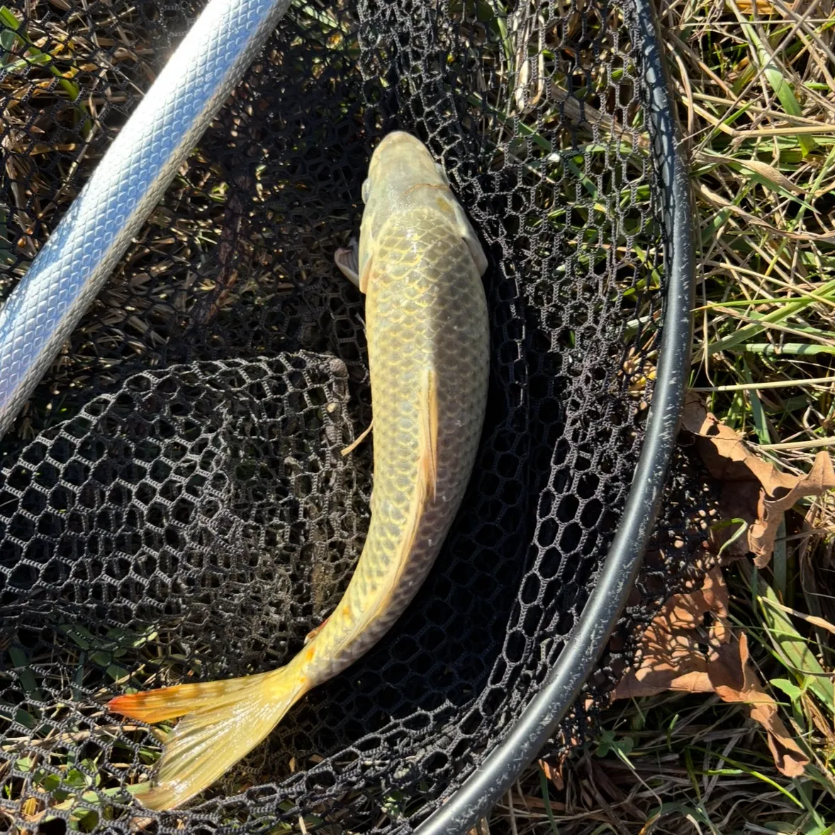 The most recent Ghost carp catches on Fishbrain