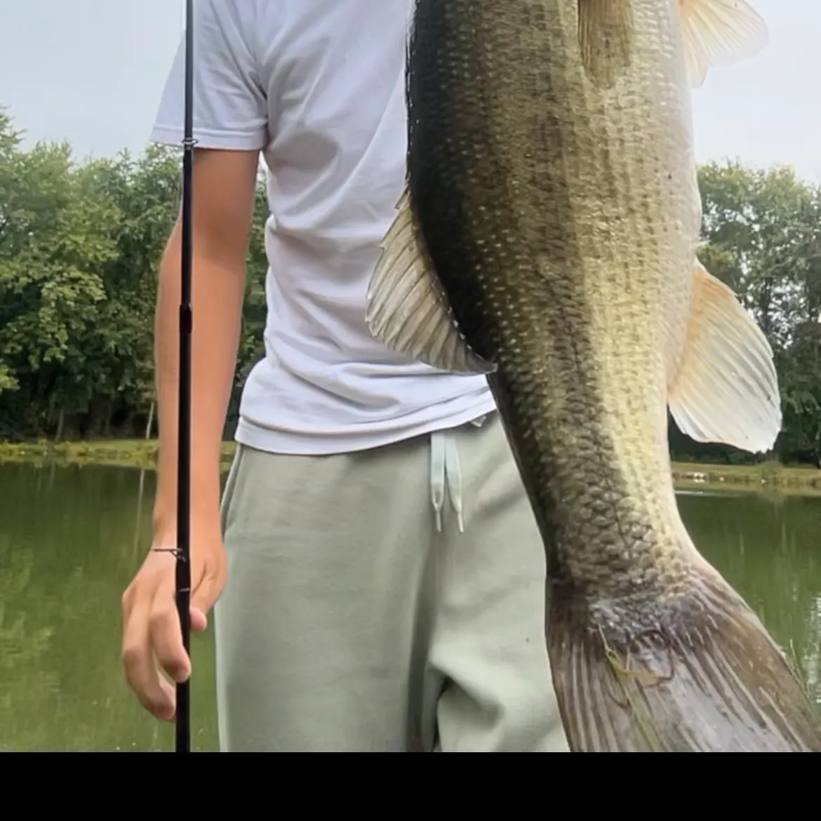 Largemouth bass caught on Fishbrain