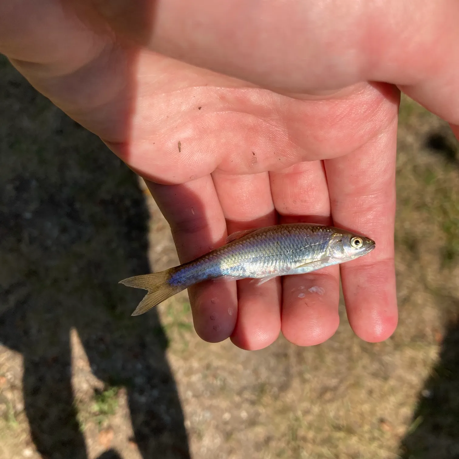 The most recent Spotfin shiner catches on Fishbrain
