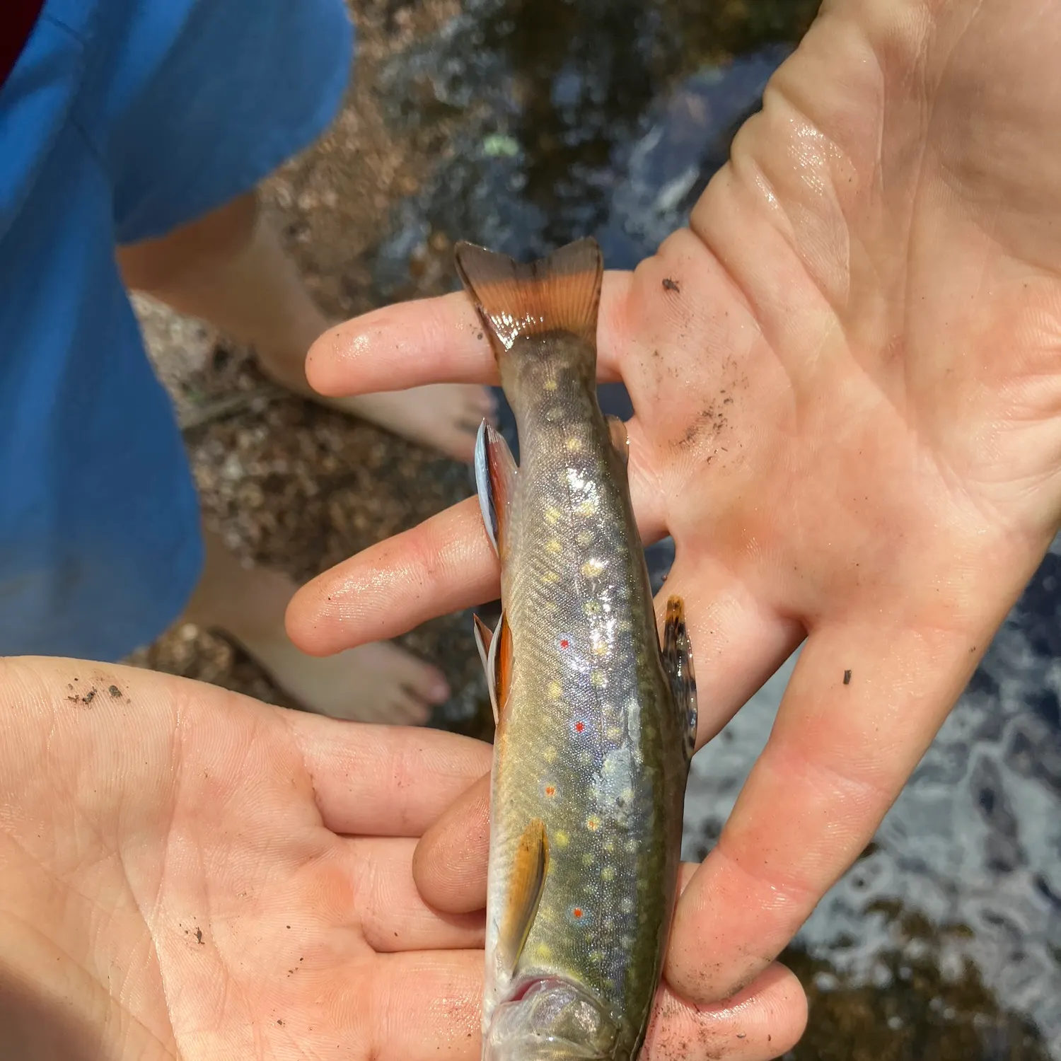 Brook trout caught on Fishbrain