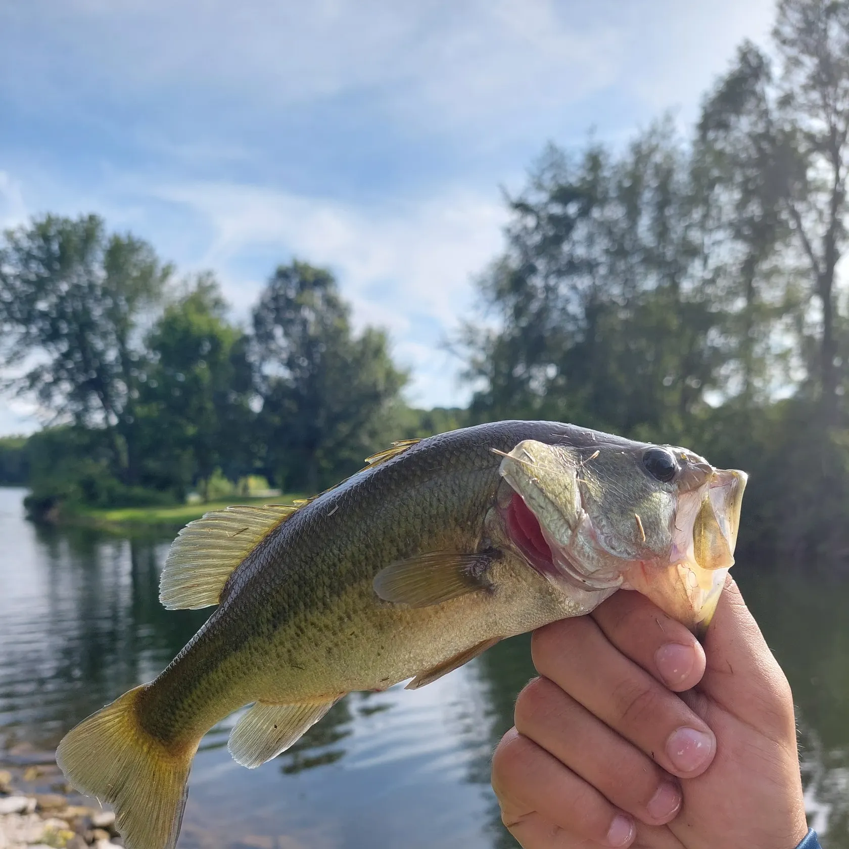 Largemouth bass caught on Fishbrain
