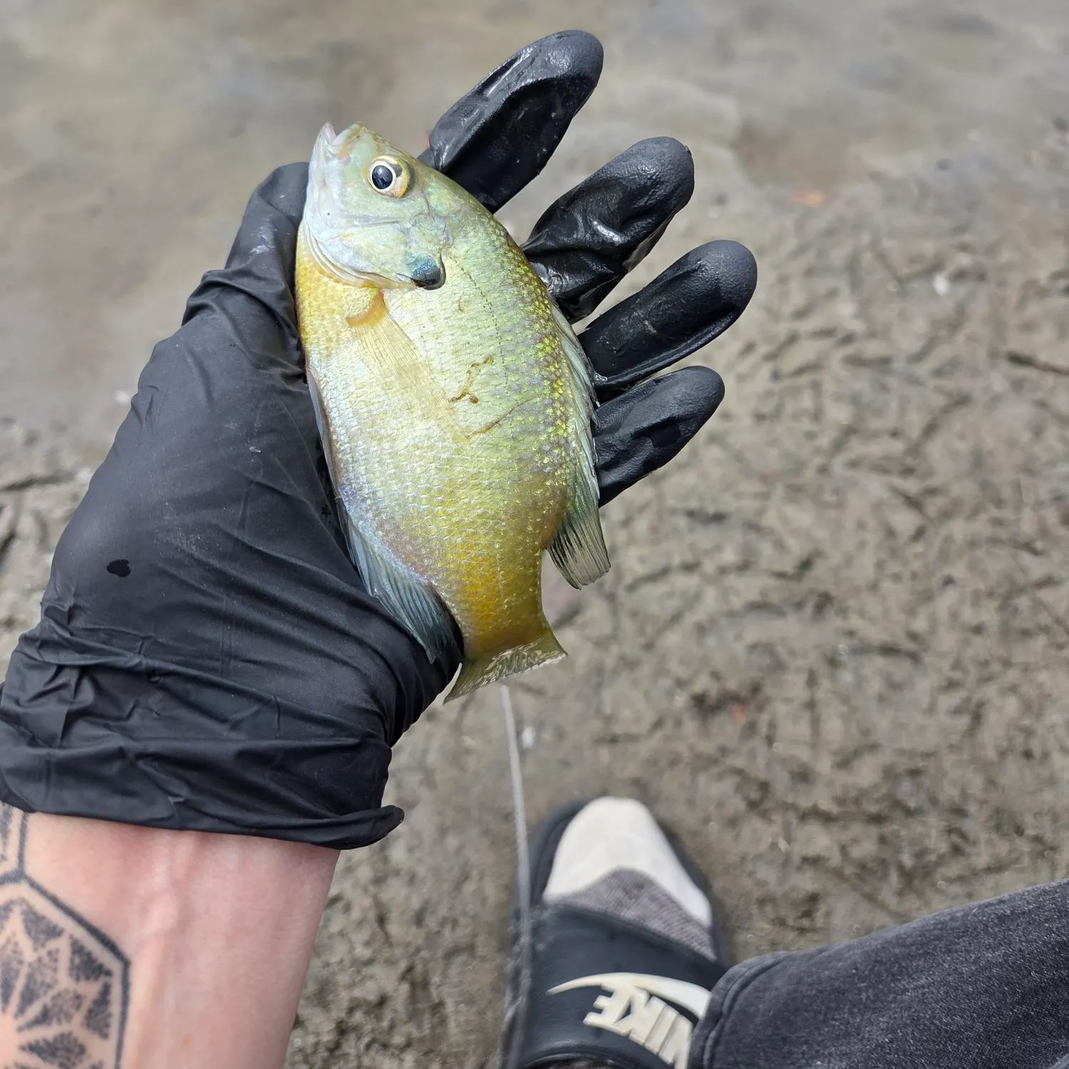 Bluegill caught on Fishbrain