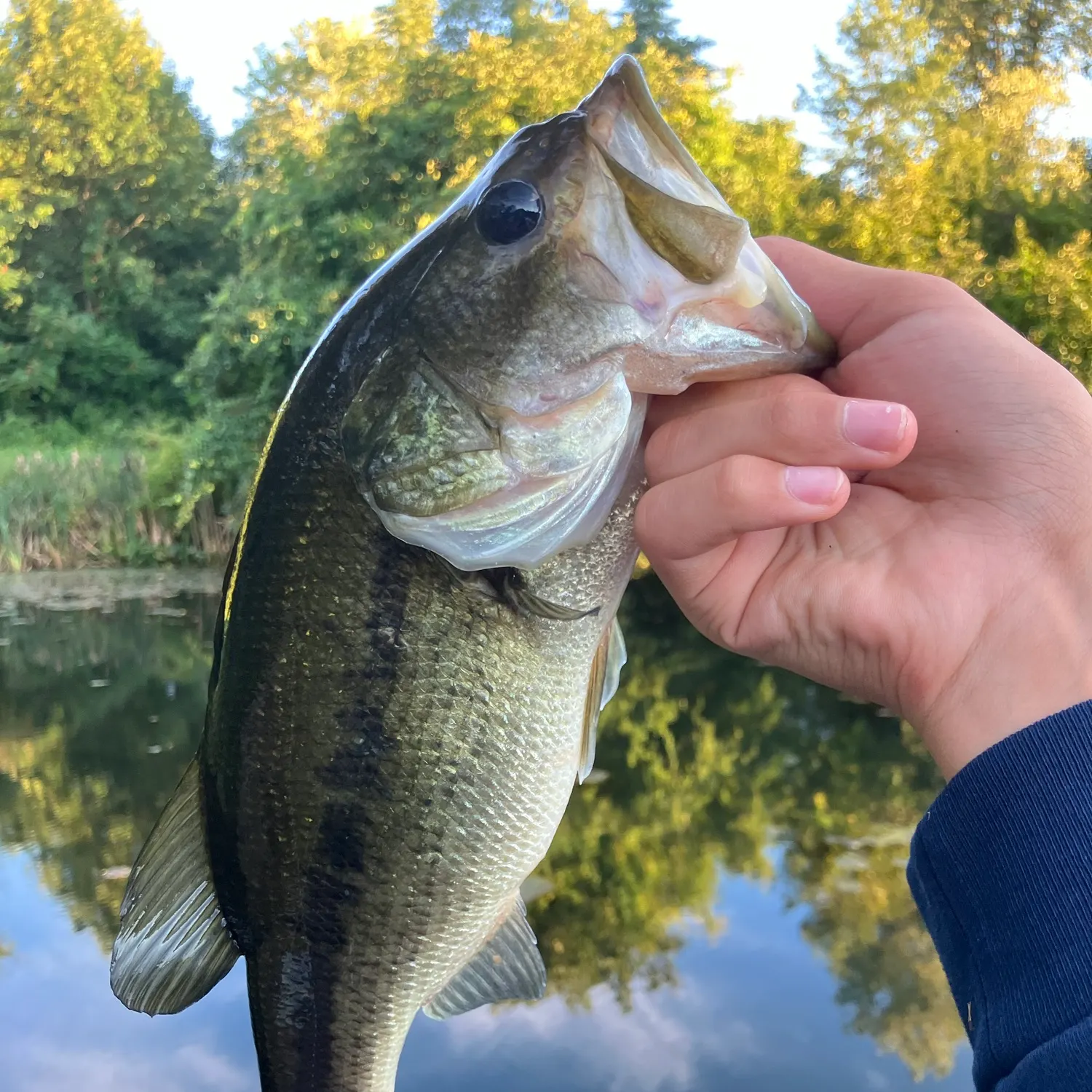 Largemouth bass caught on Fishbrain