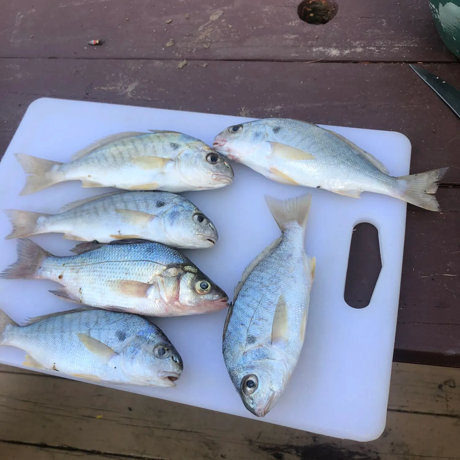 recently logged catches