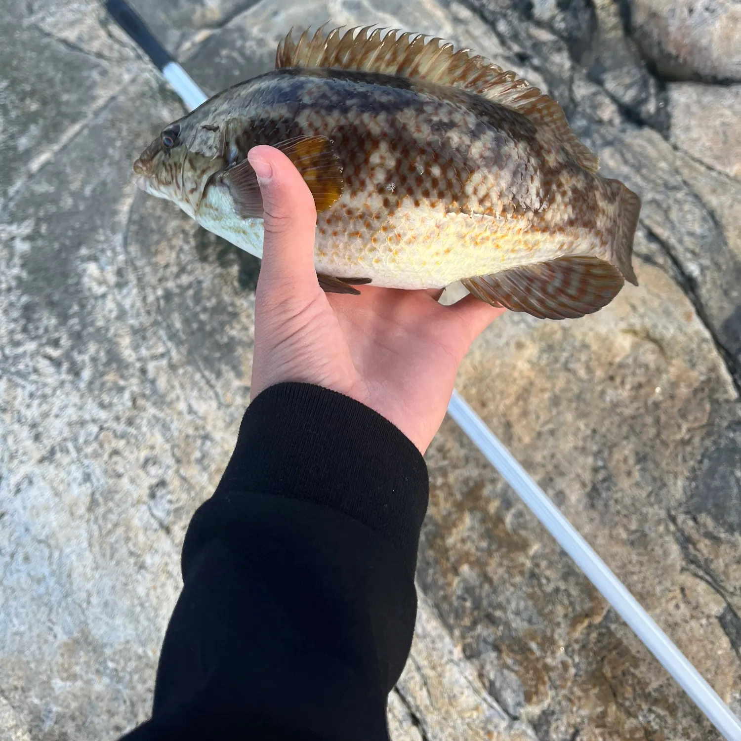 Ballan wrasse caught on Fishbrain