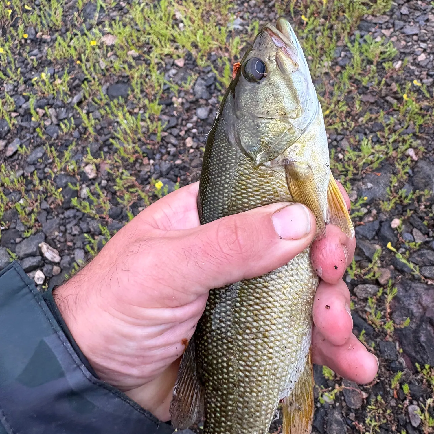 Smallmouth bass caught on Fishbrain