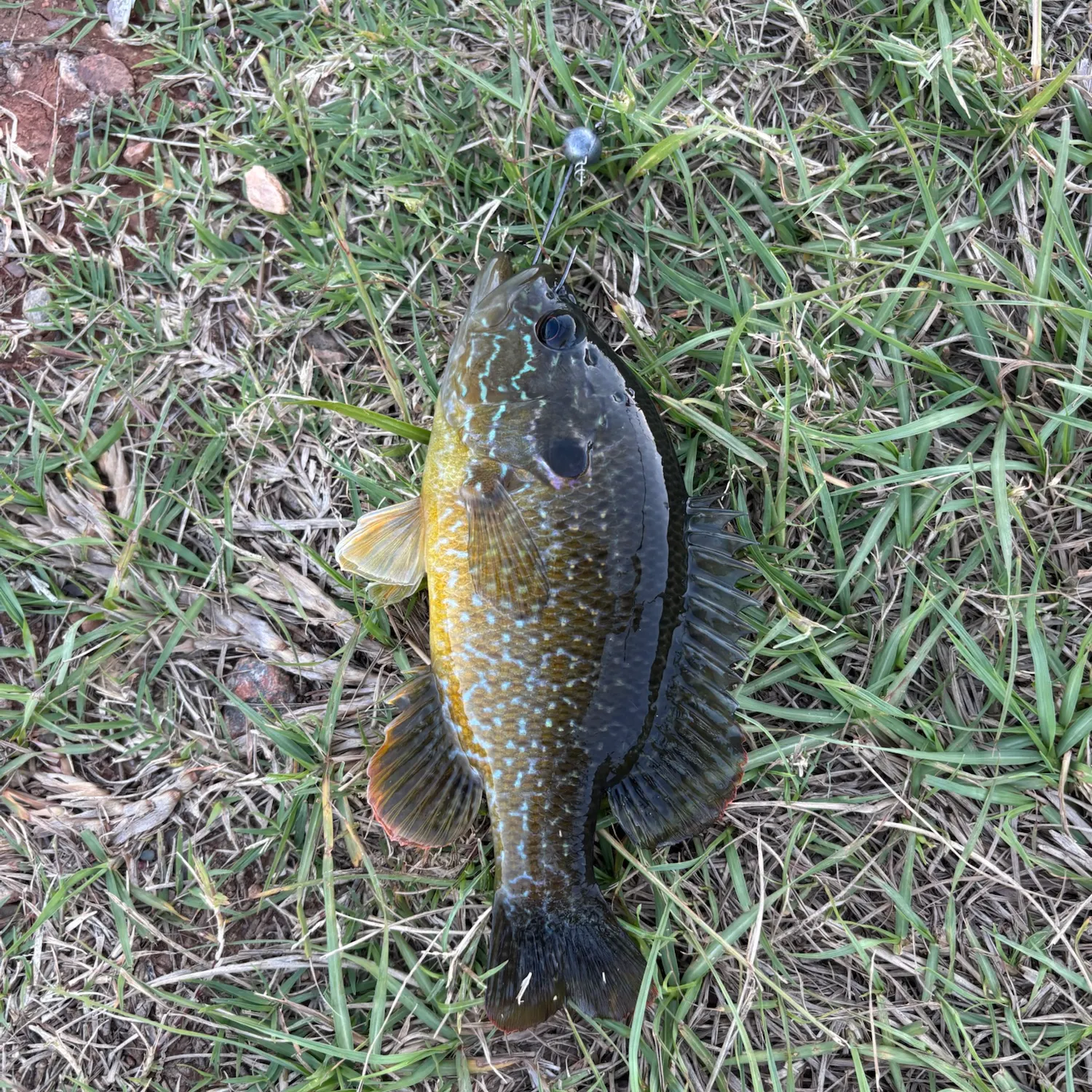 Greengill hybrid caught on Fishbrain