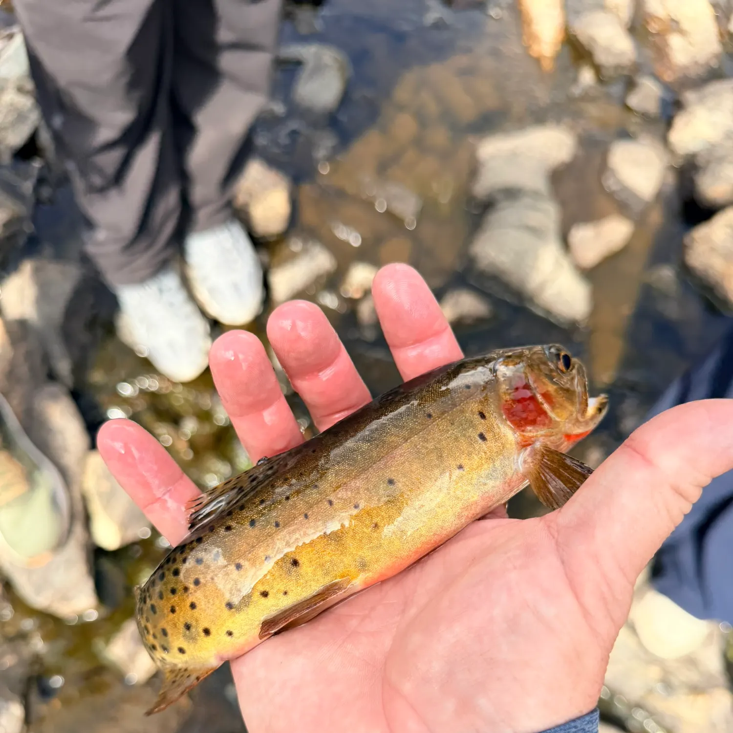 Cutthroat trout caught on Fishbrain