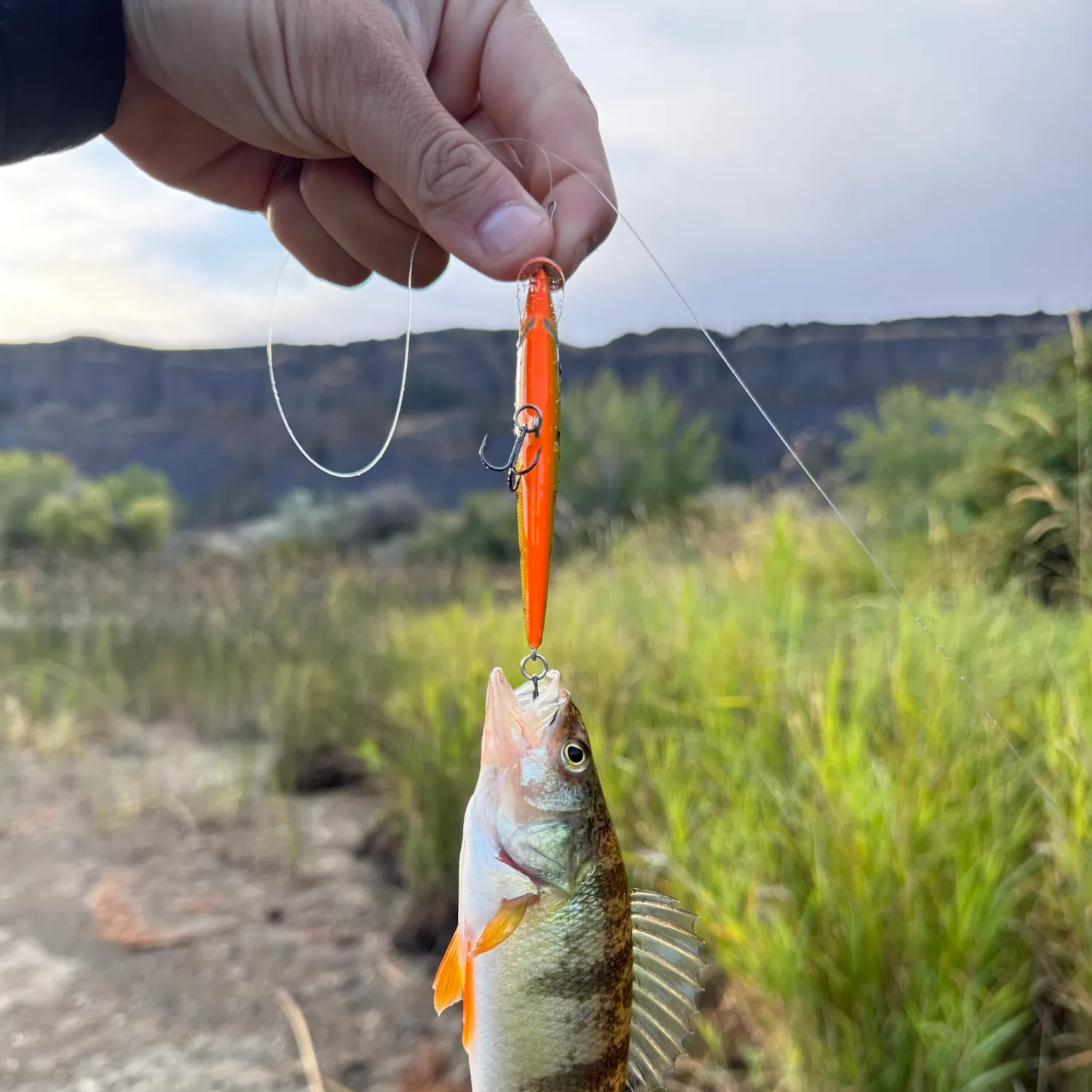 Yellow perch caught on Fishbrain