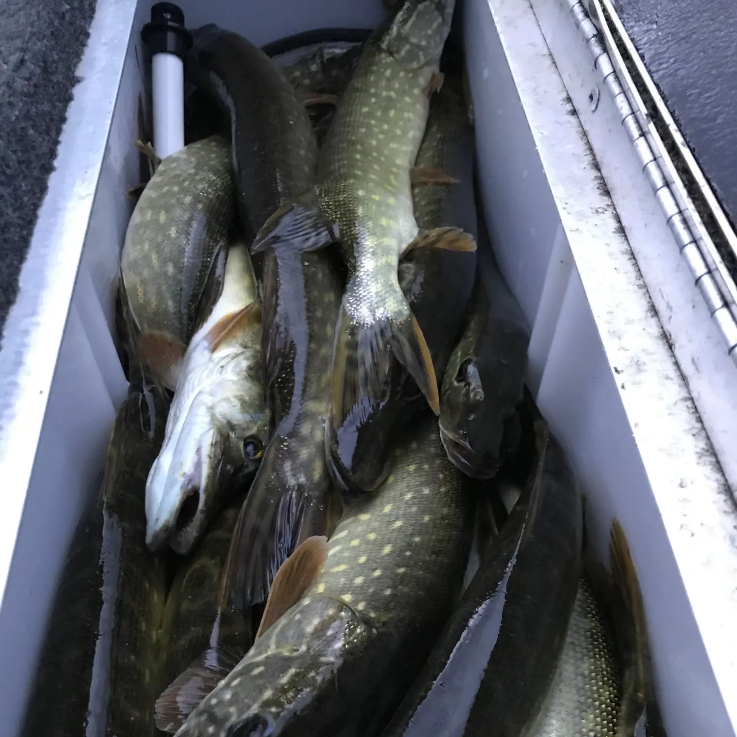 recently logged catches