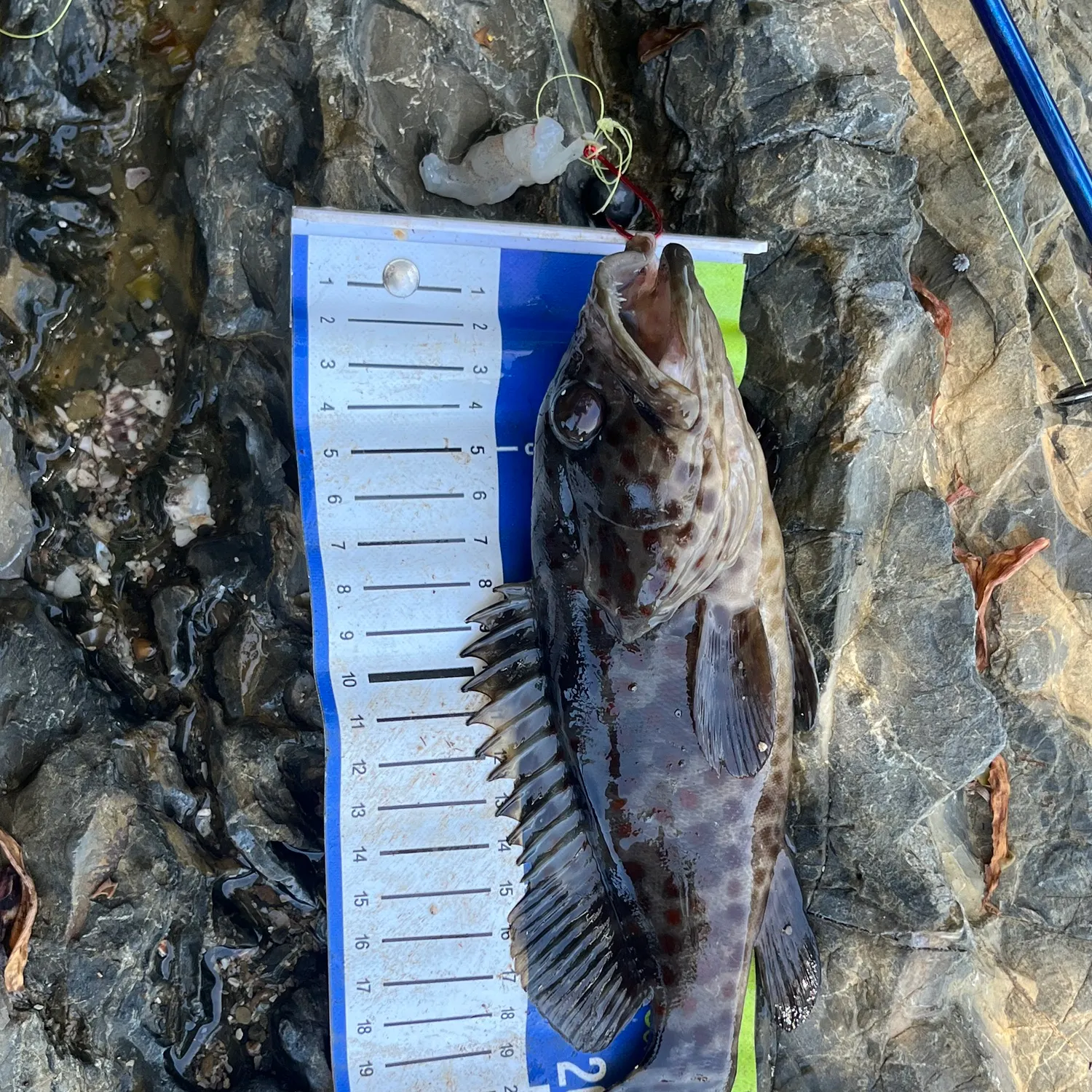 Orange-spotted grouper caught on Fishbrain