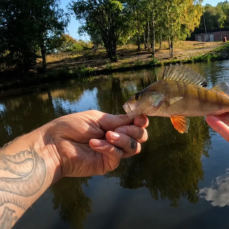 European perch caught on Fishbrain