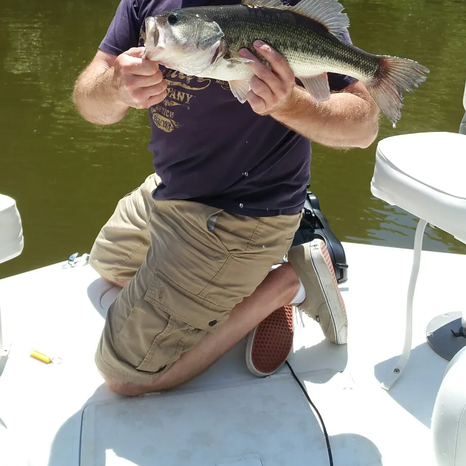 angler catch