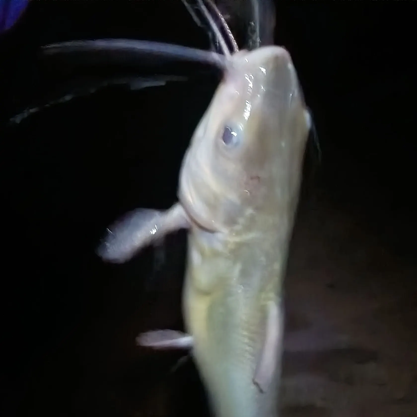 Channel catfish caught on Fishbrain