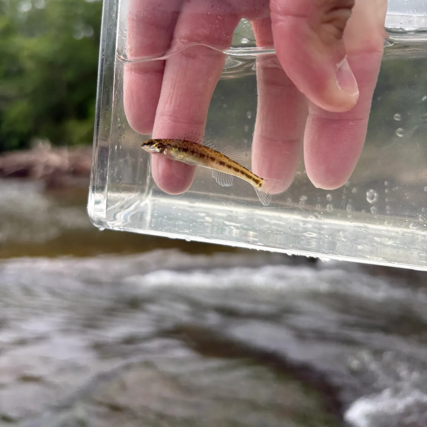 The most recent Coastal darter catches on Fishbrain