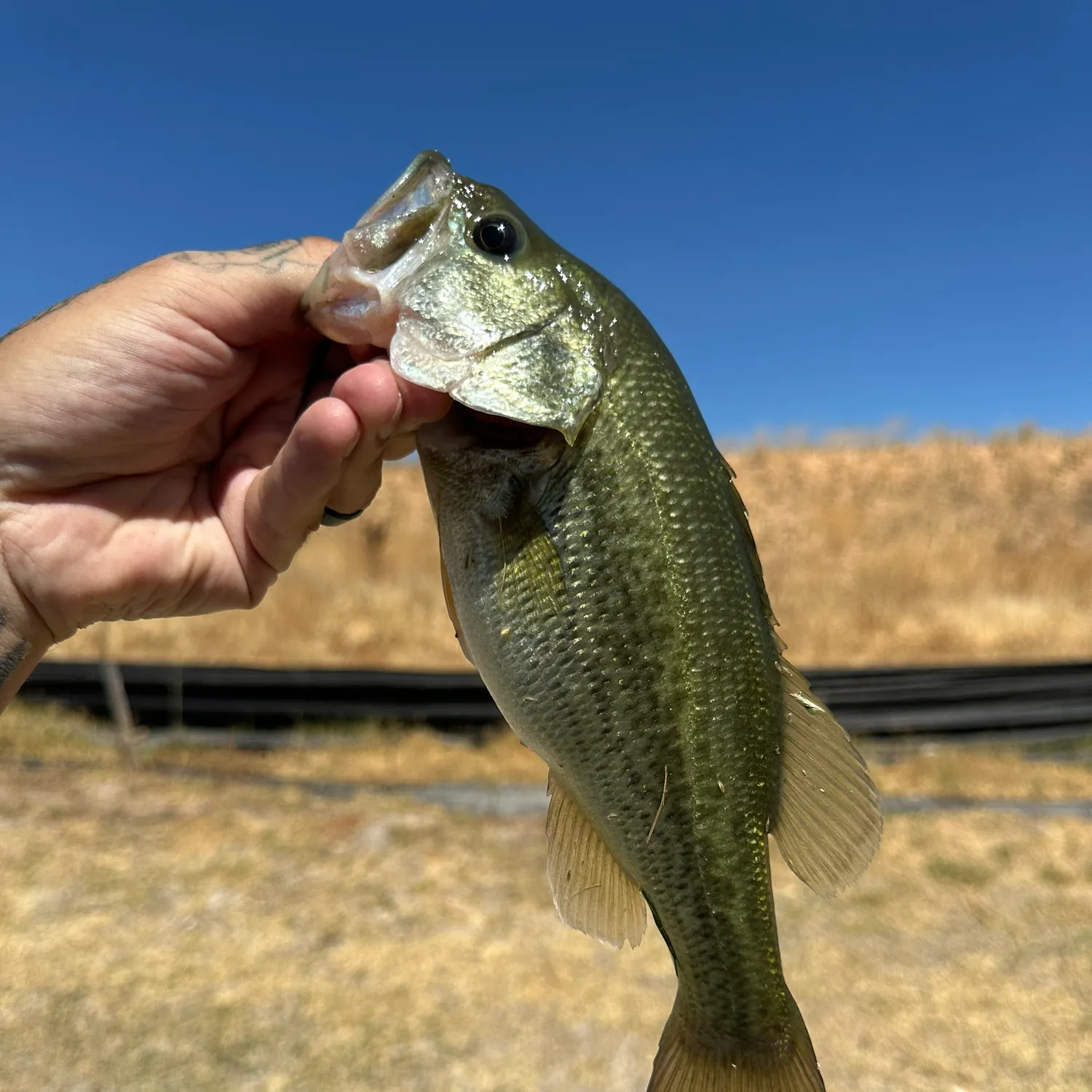 angler catch