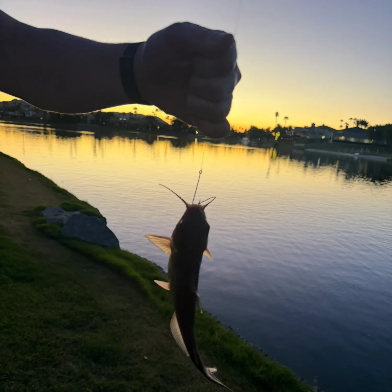 Channel catfish caught on Fishbrain