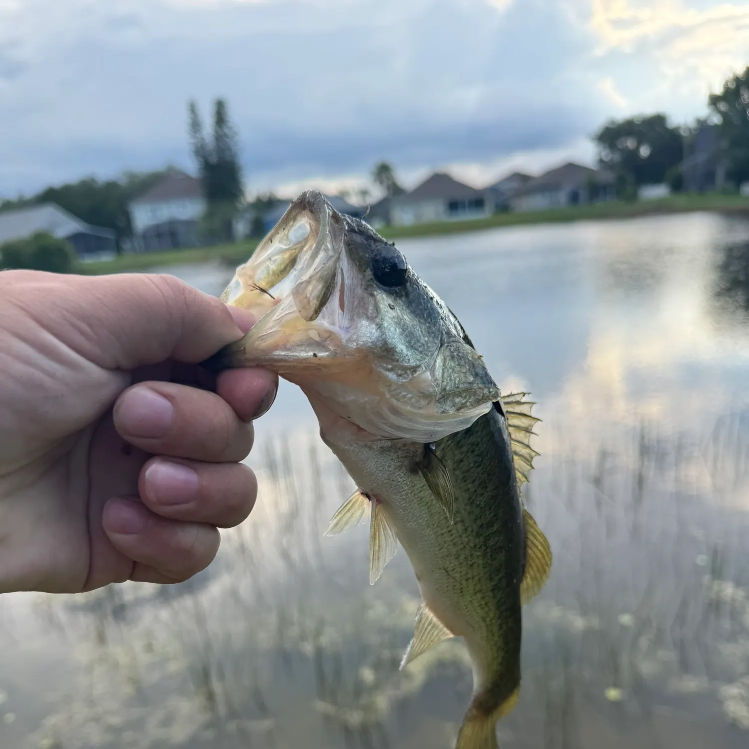 The most recent Spotted bass catches on Fishbrain