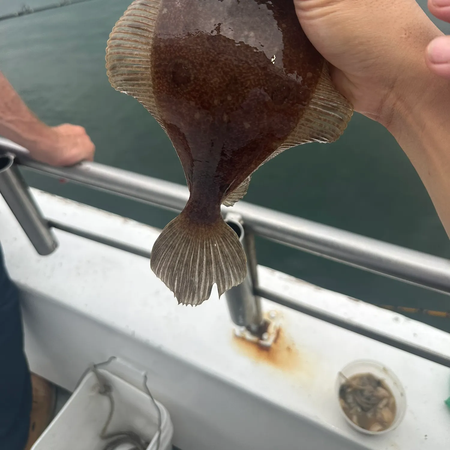The most recent Fourspot flounder catches on Fishbrain