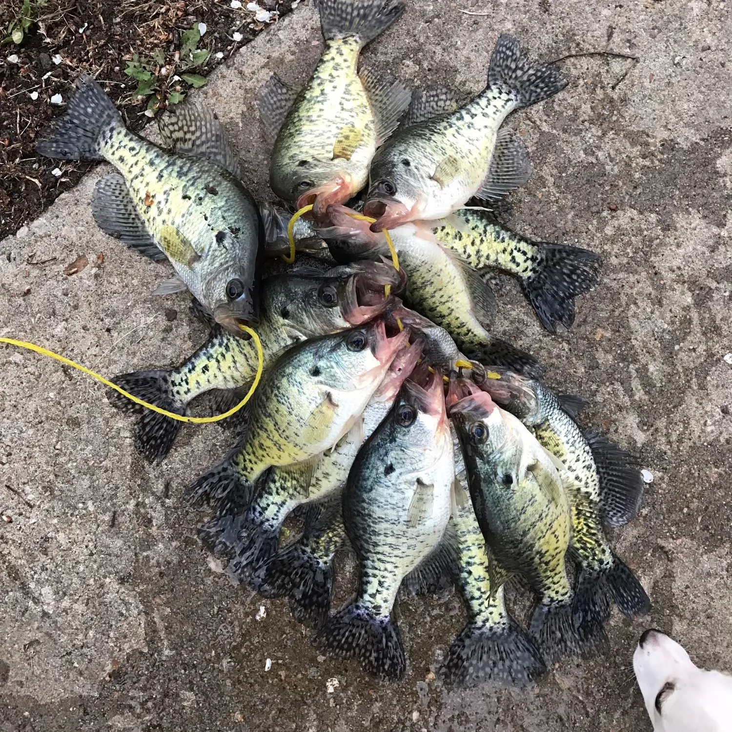 recently logged catches