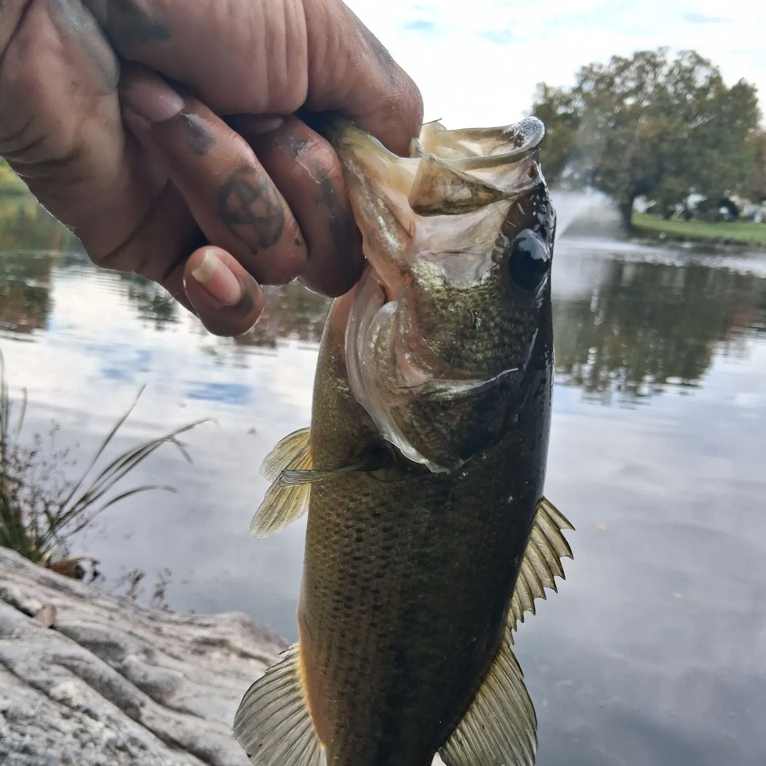 Largemouth bass caught on Fishbrain