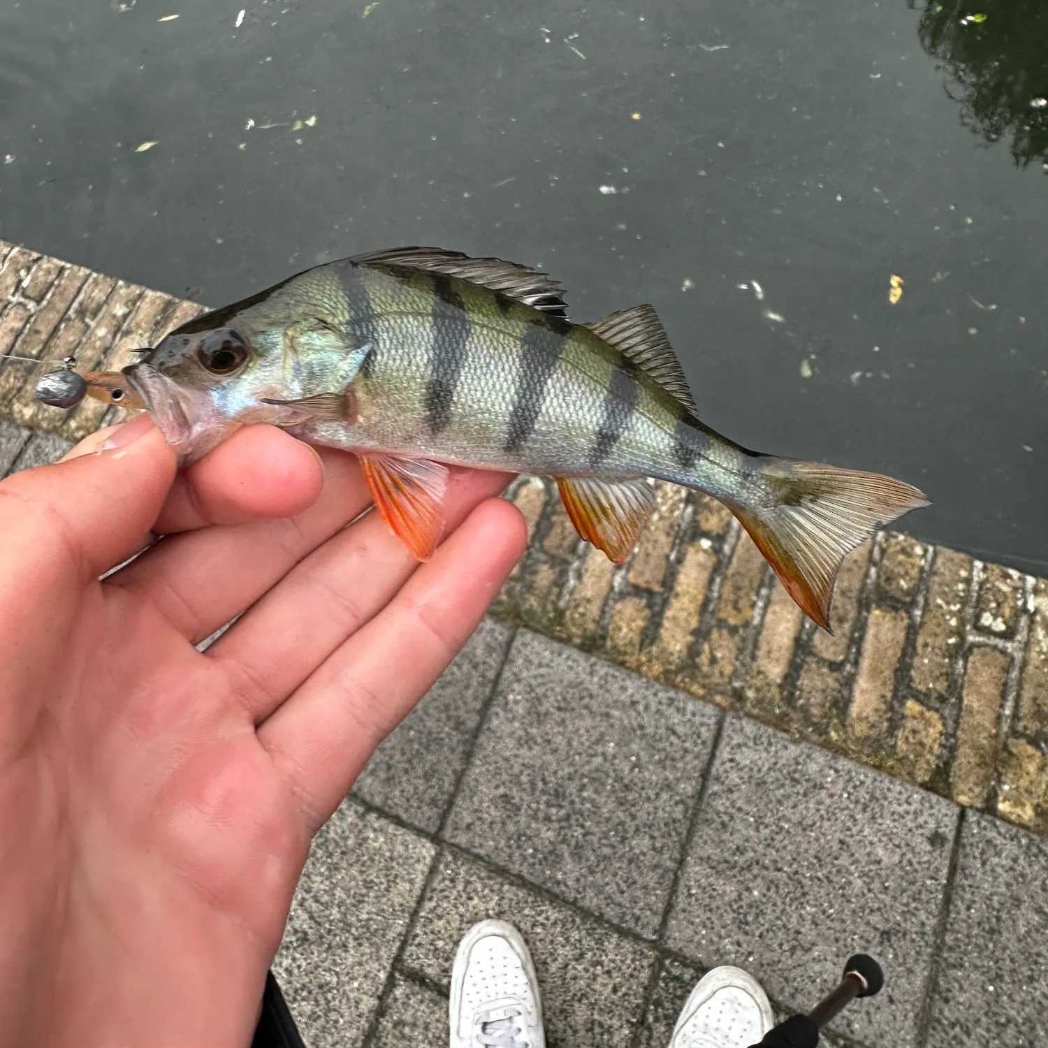 European perch caught on Fishbrain