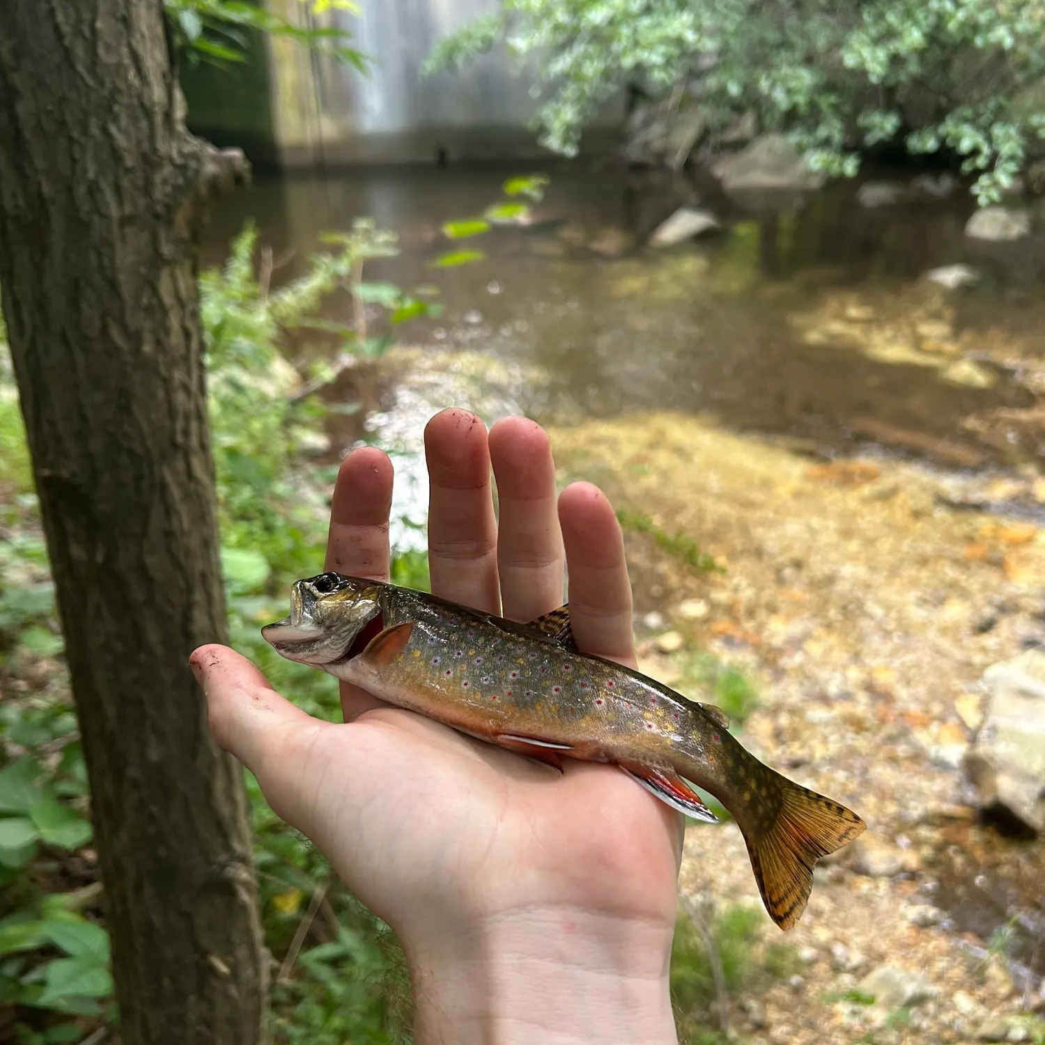 Brook trout caught on Fishbrain