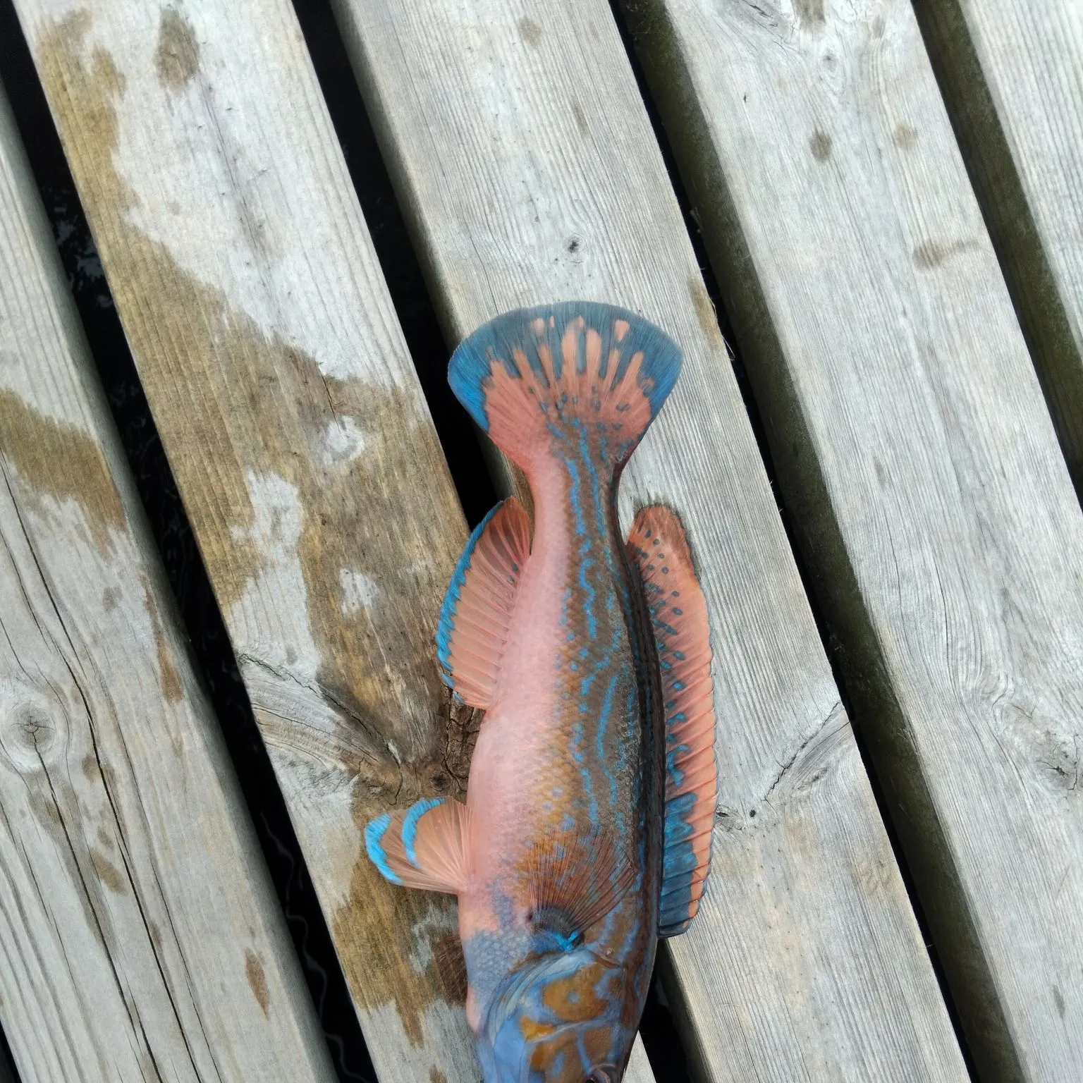 The most recent Cuckoo wrasse catches on Fishbrain