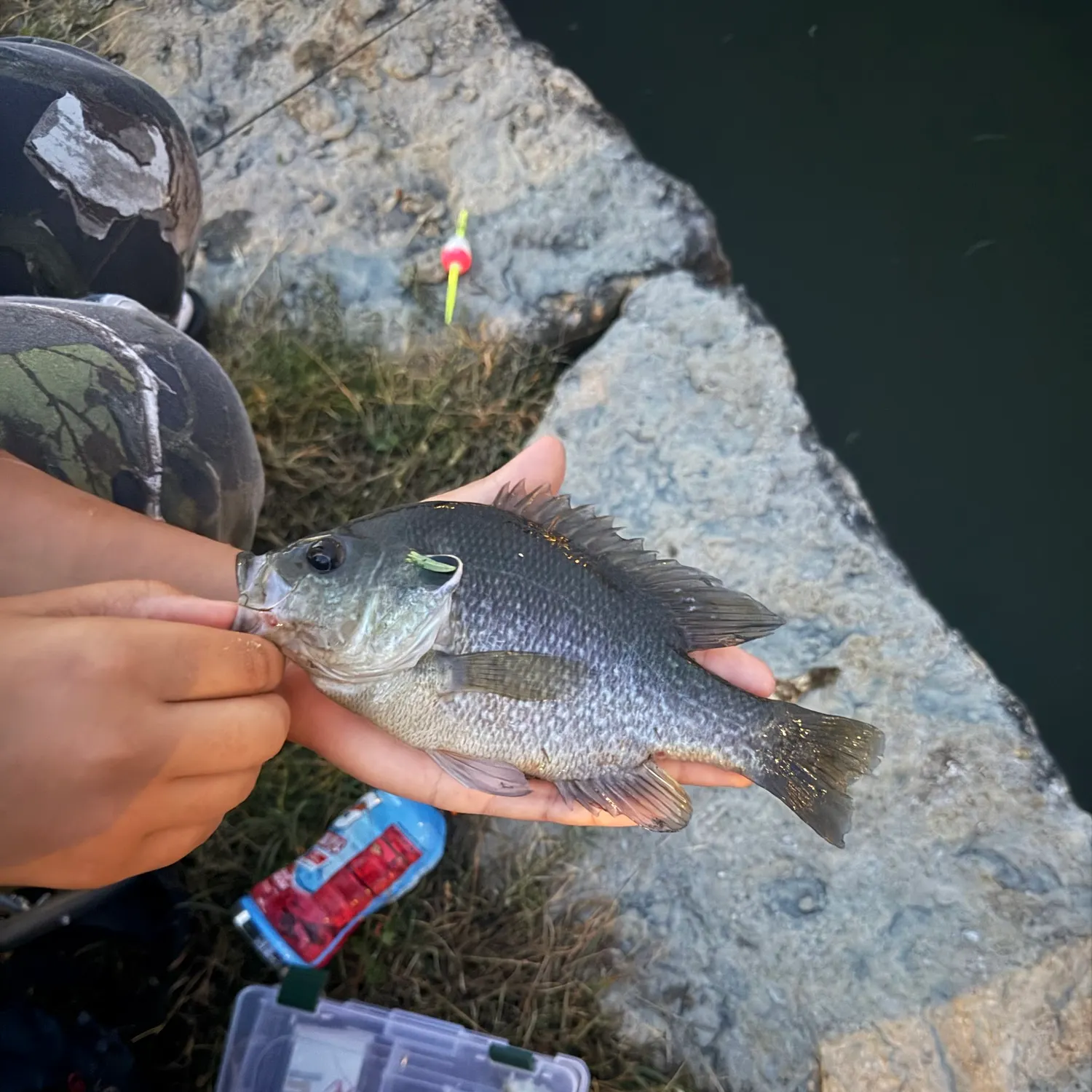 Bluegill caught on Fishbrain