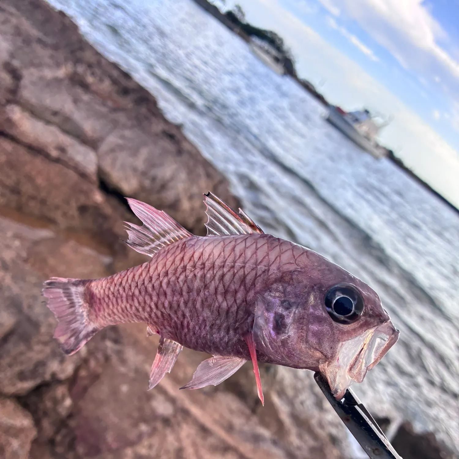 The most recent Atlantic bigeye catches on Fishbrain