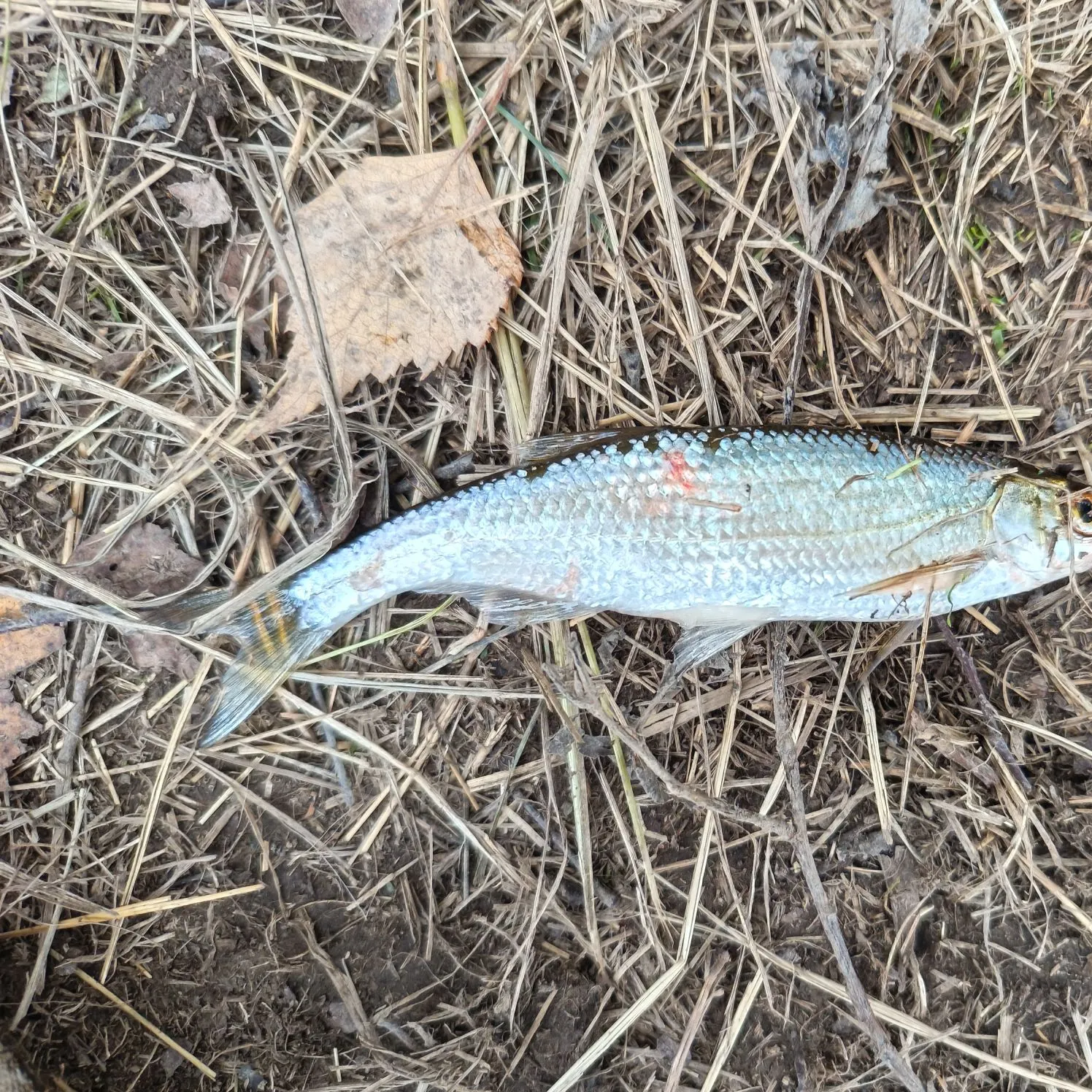 The most recent Common bleak catches on Fishbrain