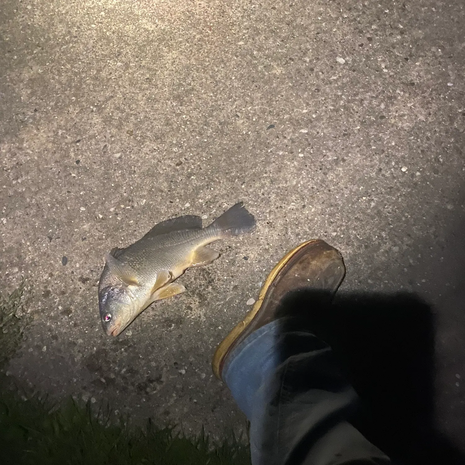Freshwater drum caught on Fishbrain