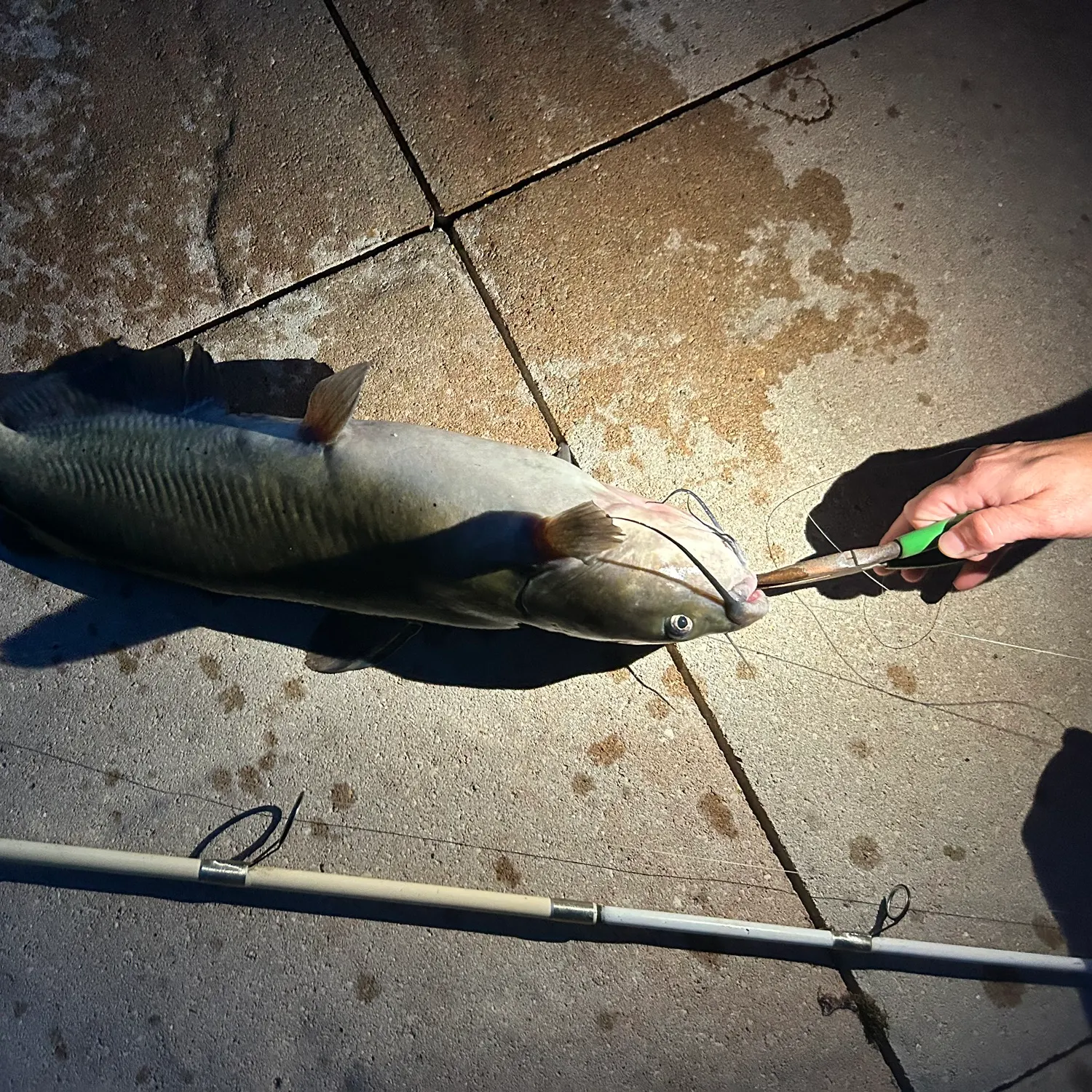 catch