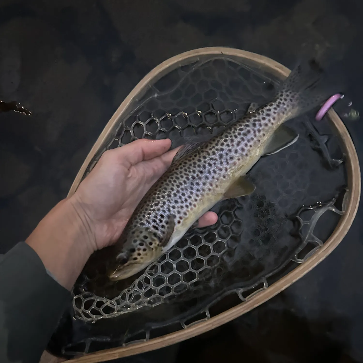 Brown trout caught on Fishbrain