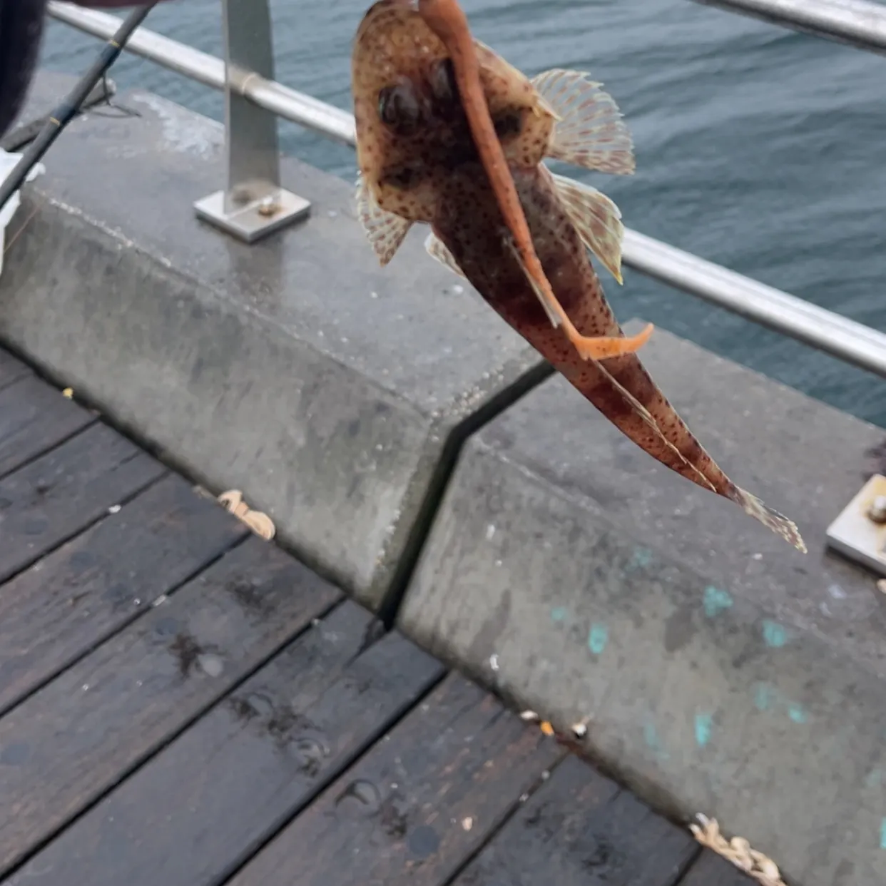 Fish caught on Fishbrain