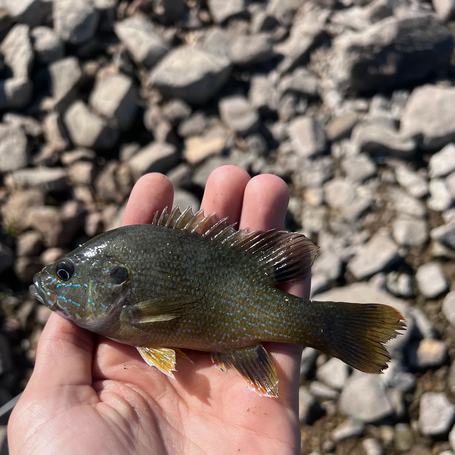 Green sunfish caught on Fishbrain